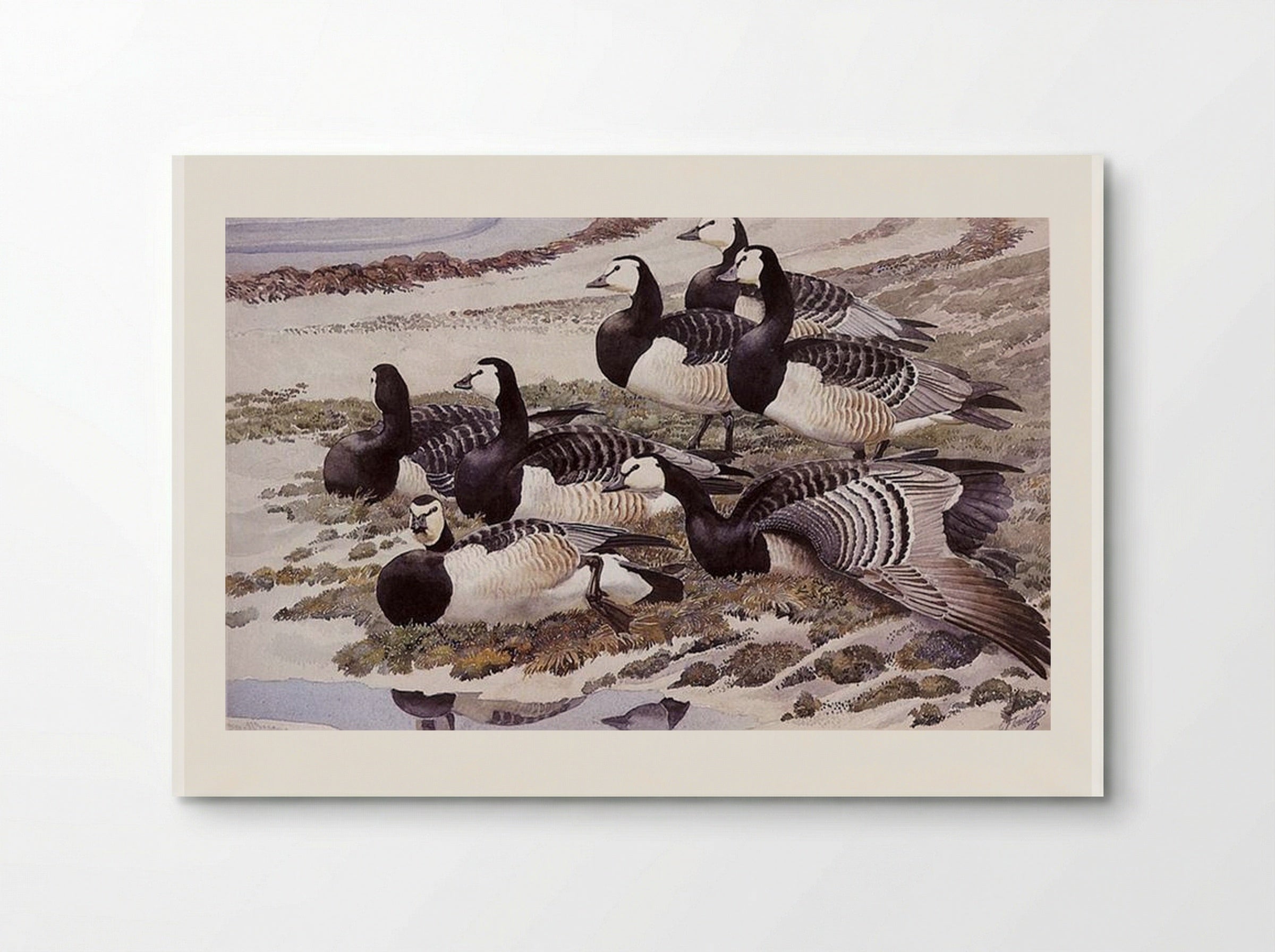 Barnacle Geese - Charles Tunnicliffe - Poster