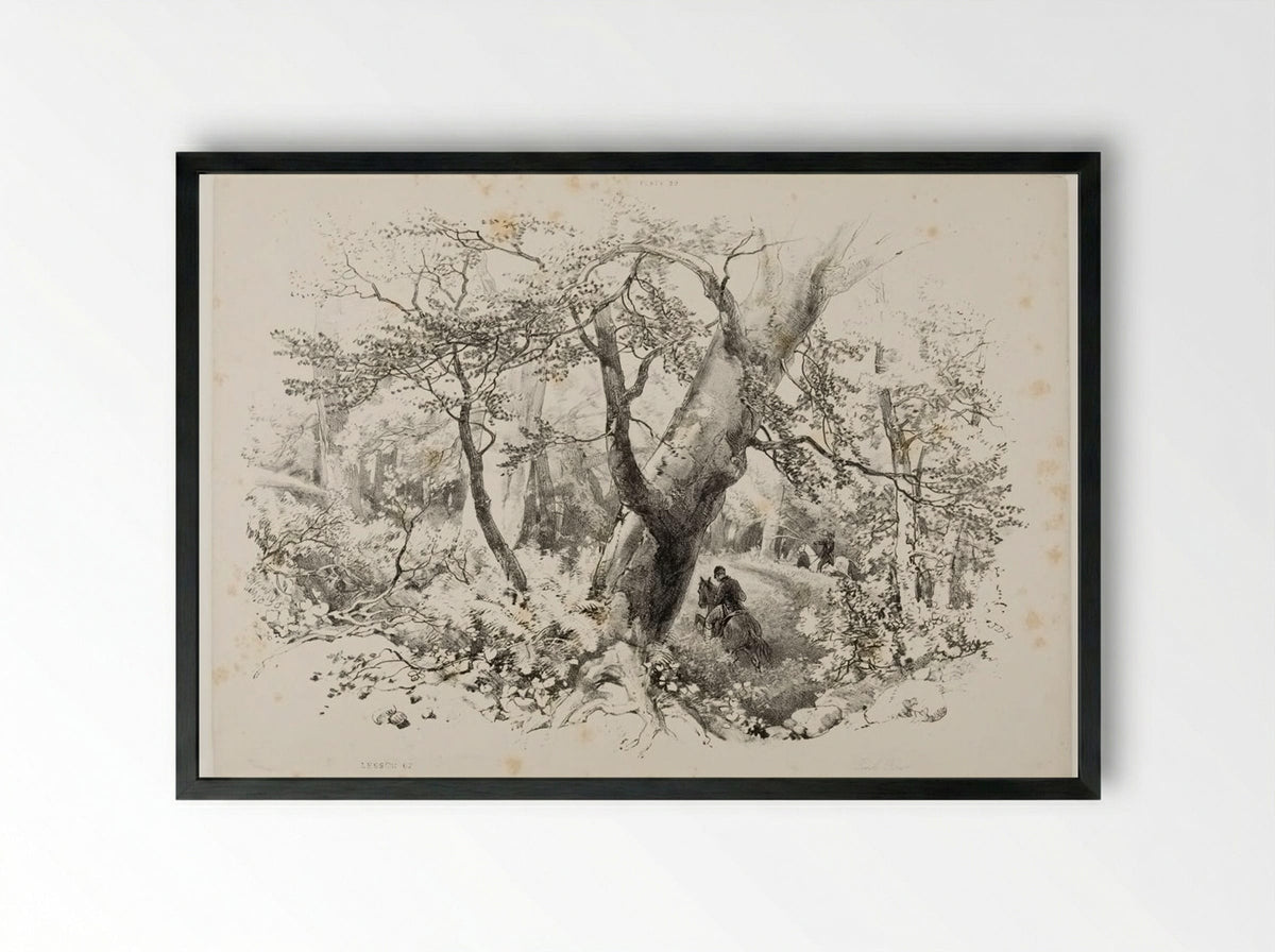 Beech Forest - James Duffield Harding - Framed Print Black