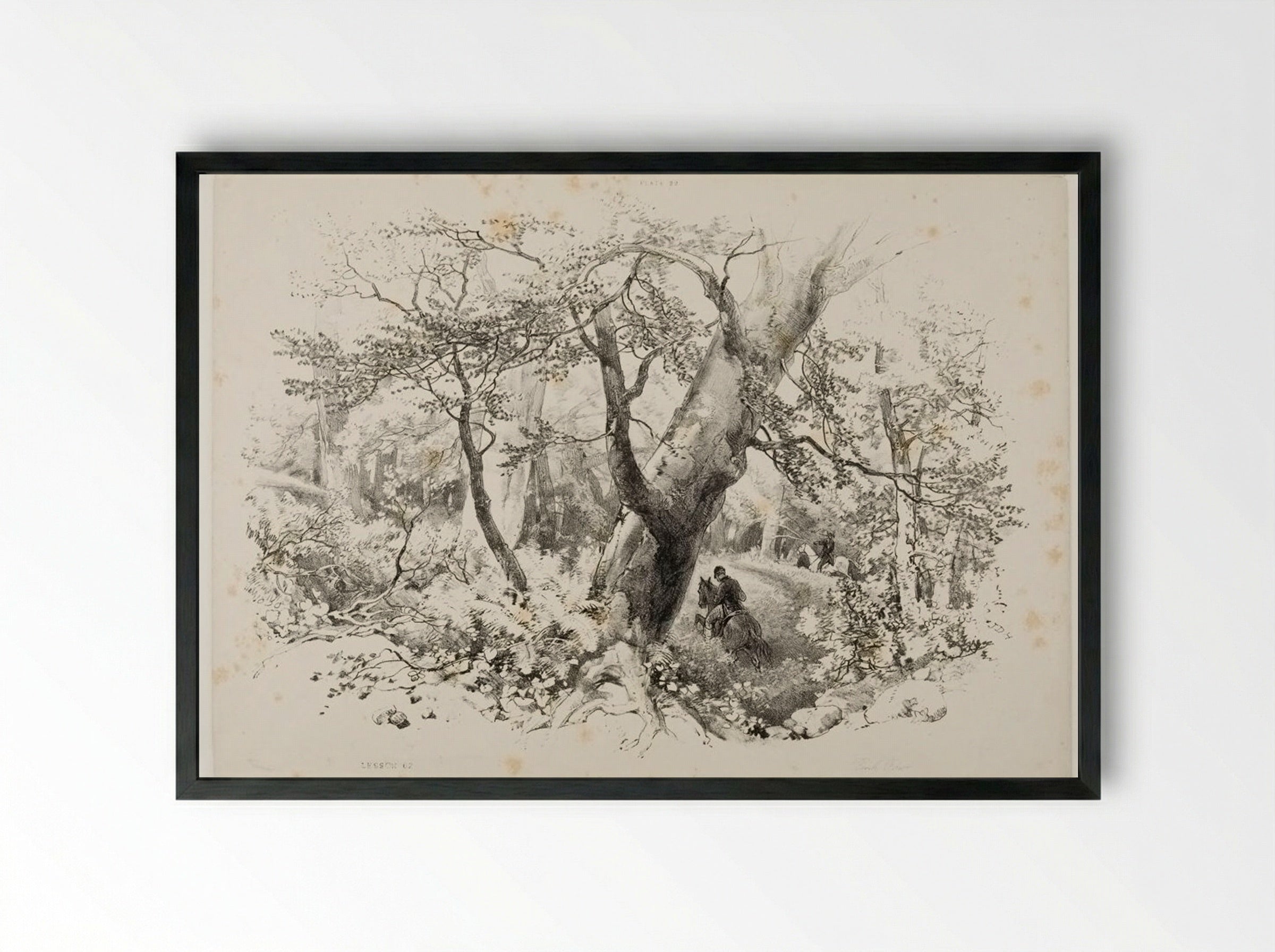 Beech Forest - James Duffield Harding - Framed Print Black