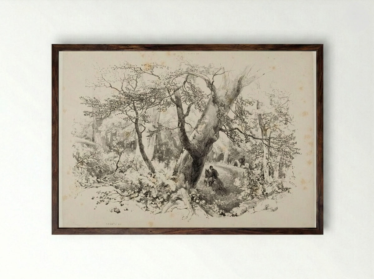 Beech Forest - James Duffield Harding - Framed Print Dark Wood