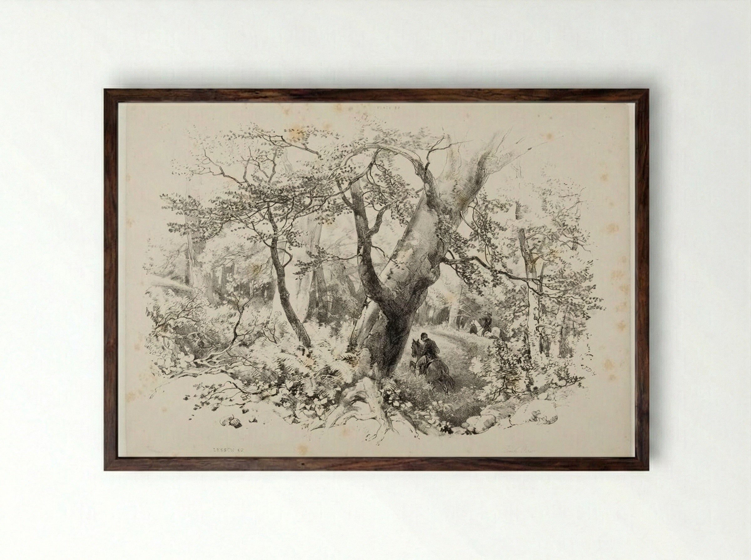 Beech Forest - James Duffield Harding - Framed Print Dark Wood