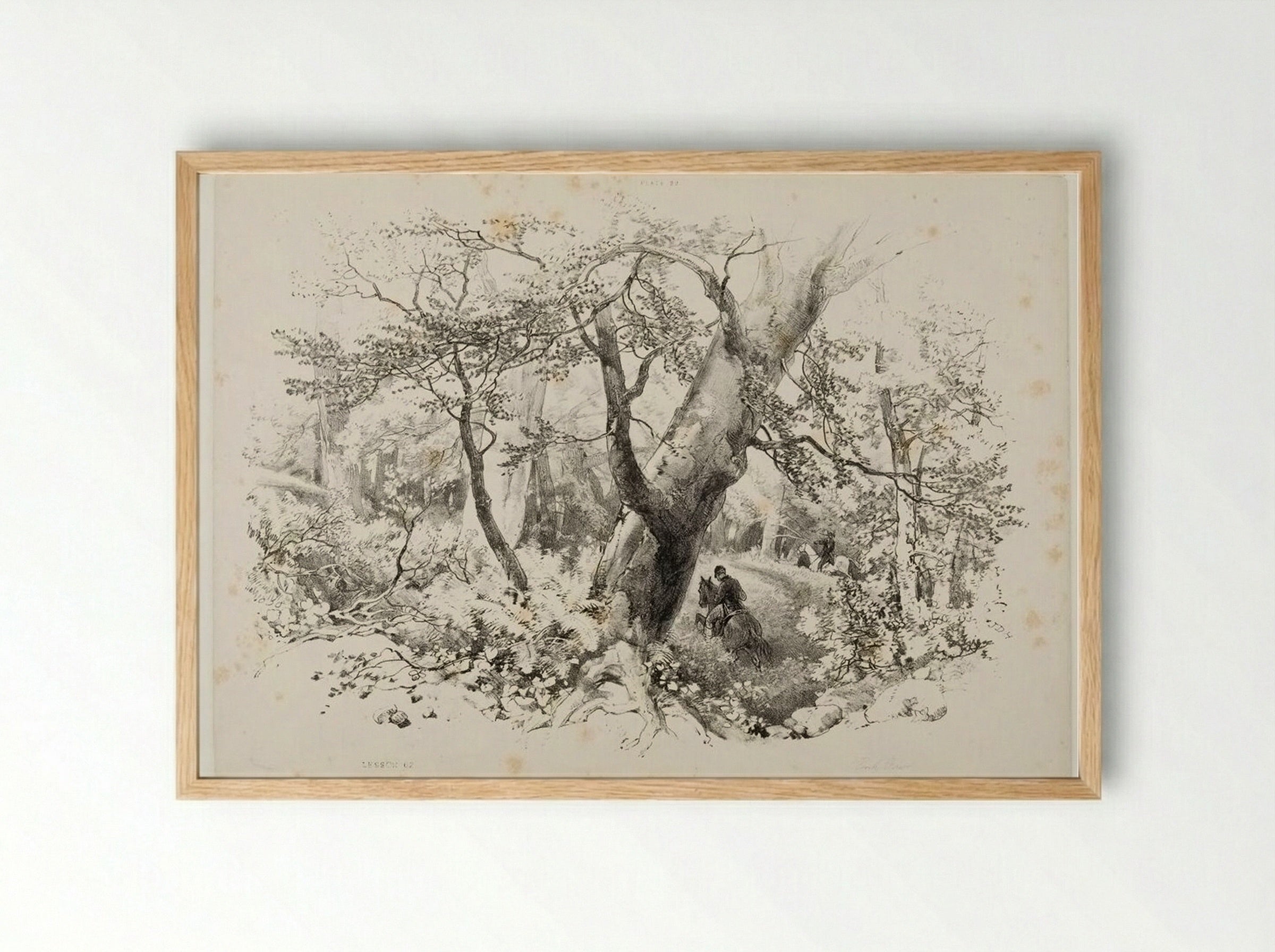 Beech Forest - James Duffield Harding - Framed Print Wood