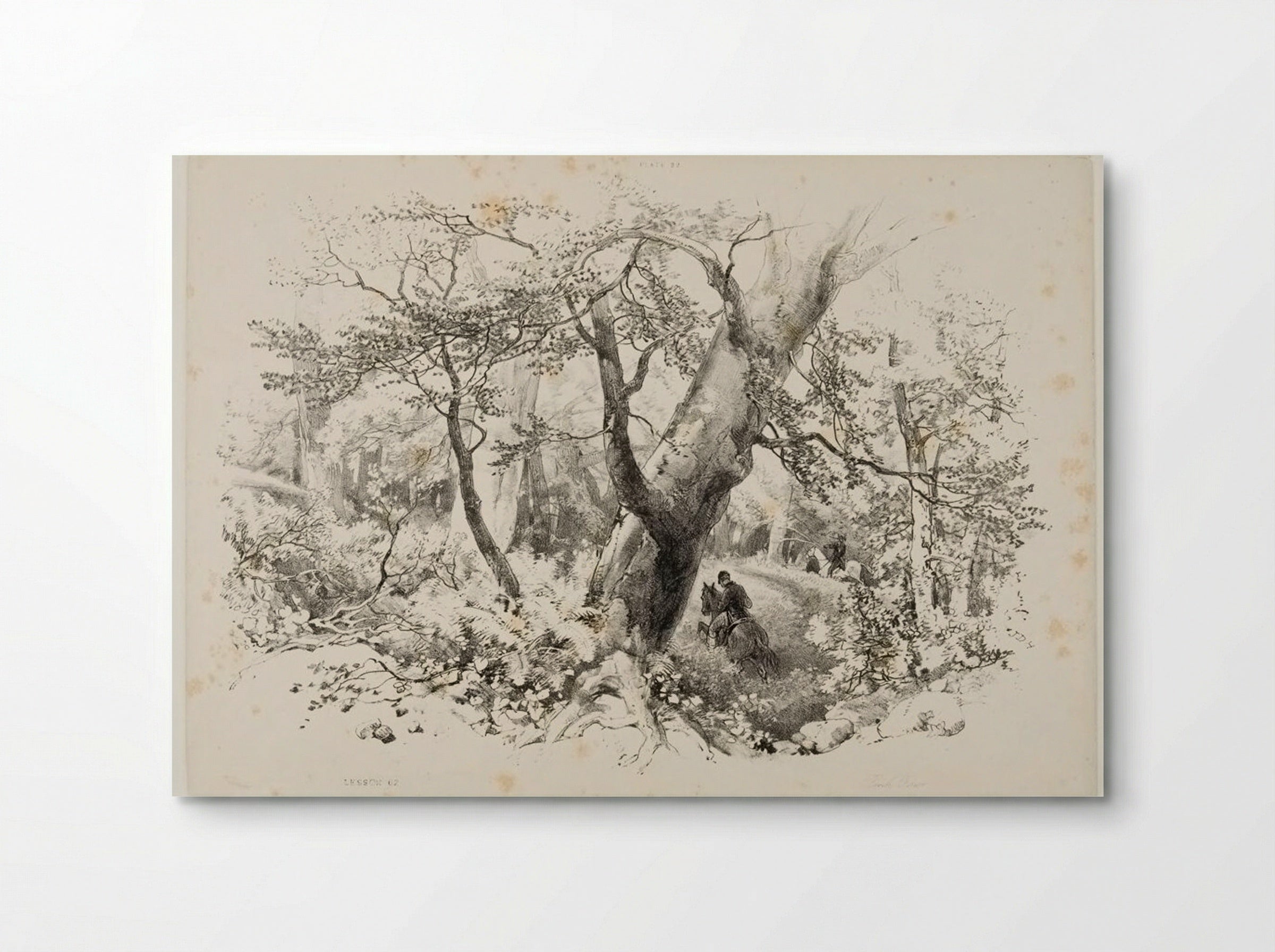 Beech Forest - James Duffield Harding - Poster