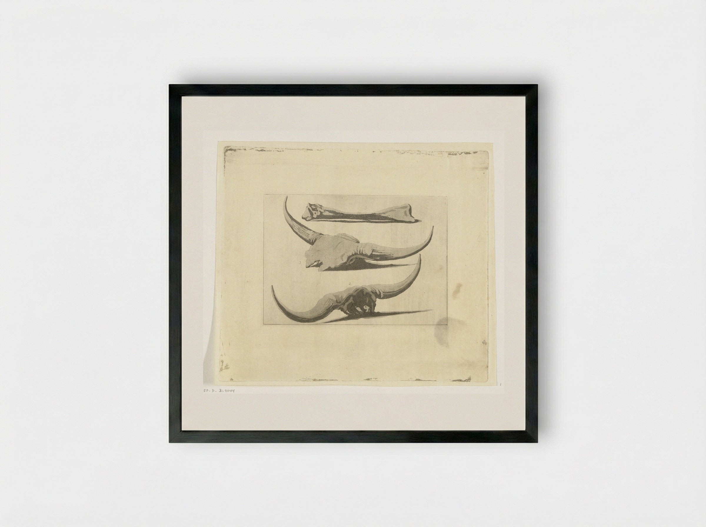 Beenderen van een os - Anthonie van den Bos - Framed Print Black