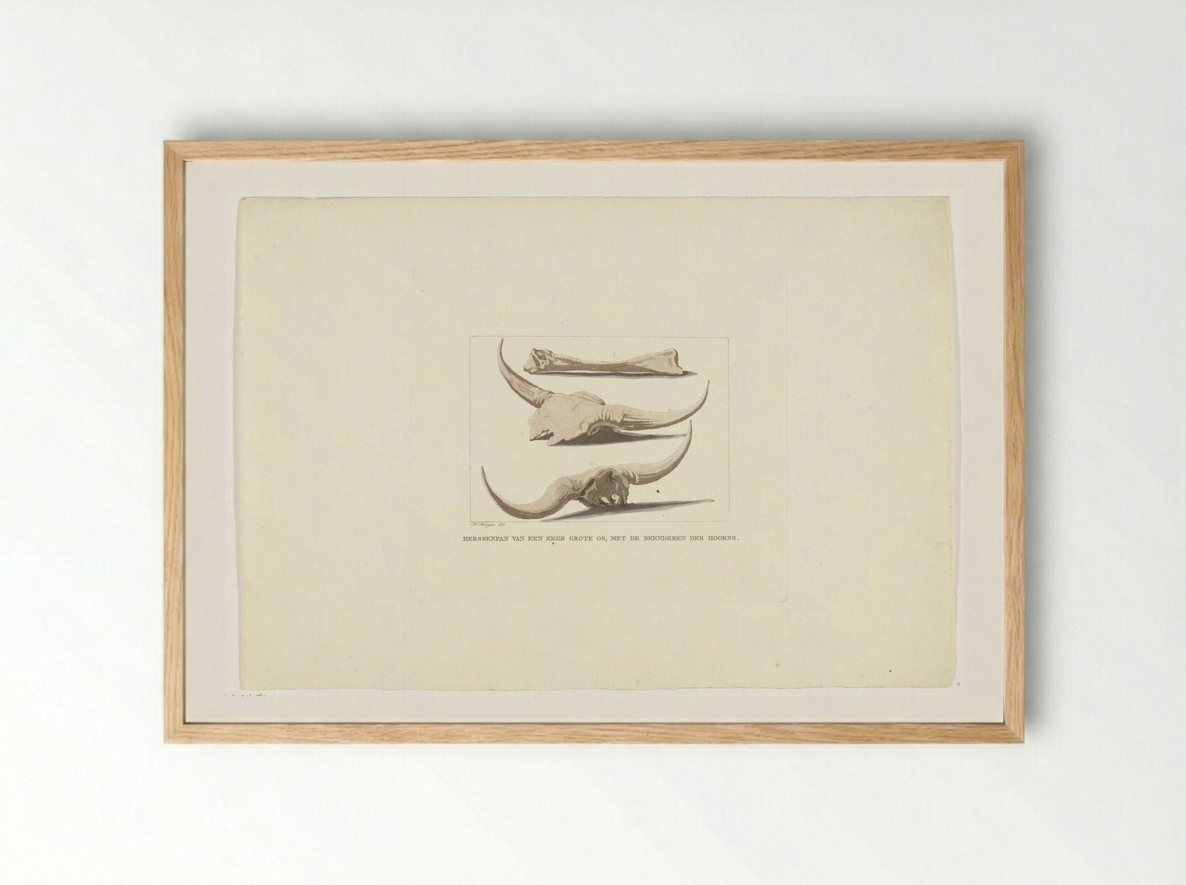 Beenderen van ossen (Study of Ox Skulls and Bones) - Anthonie van den Bos - Framed Print Wood