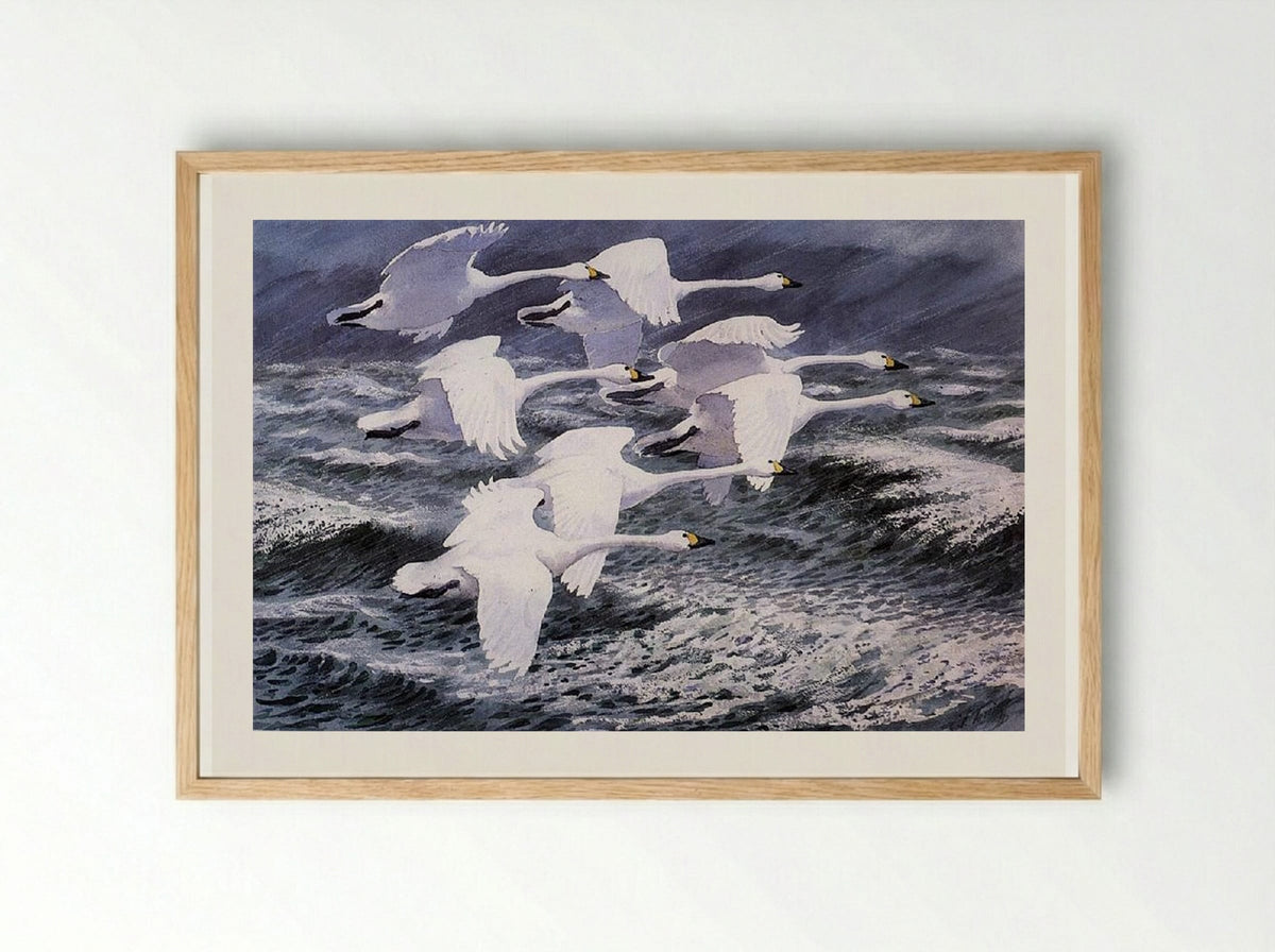 Berwick Swans - Charles Tunnicliffe - Framed Print Wood