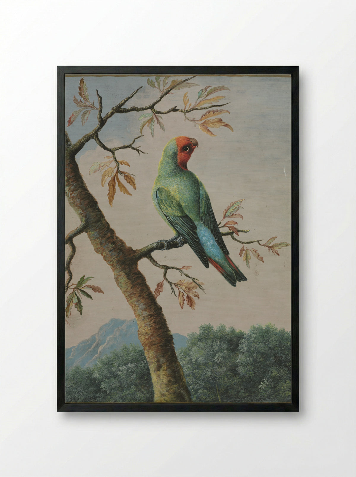 Bird Study: Rosy Faced Love Bird - George Edwards - Framed Print Black