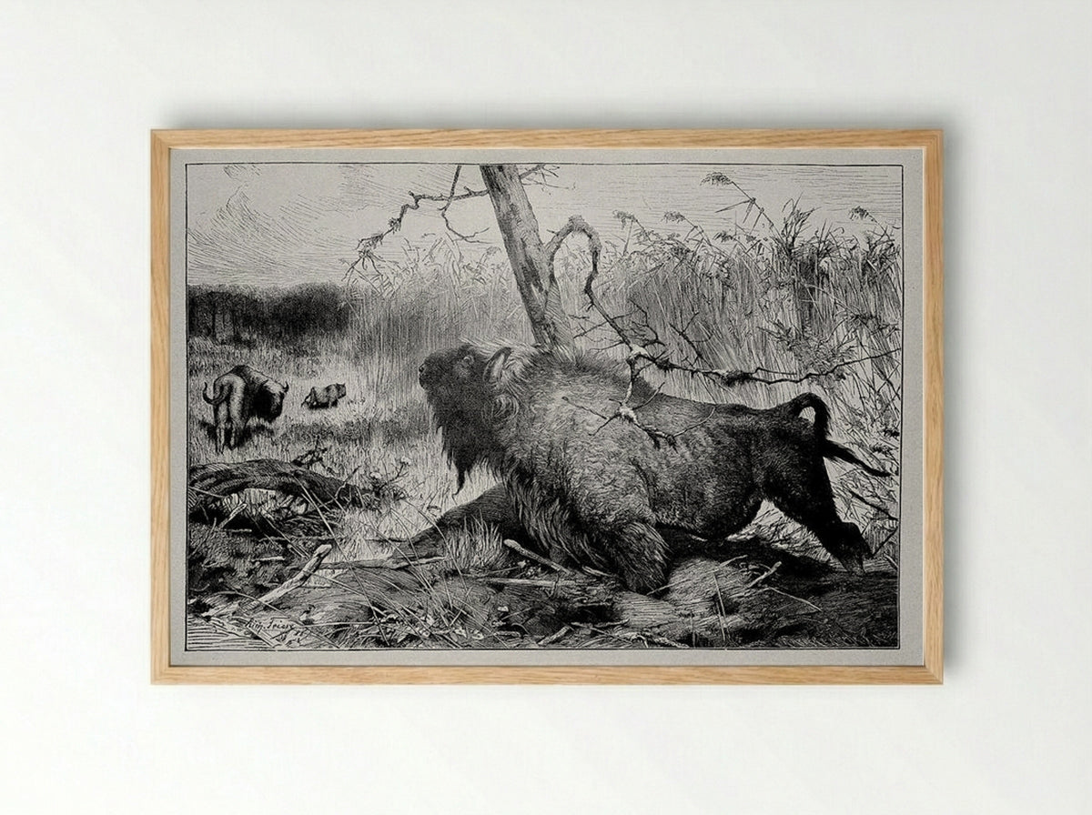 Bison in the Reeds - Richard Friese - Framed Print Wood