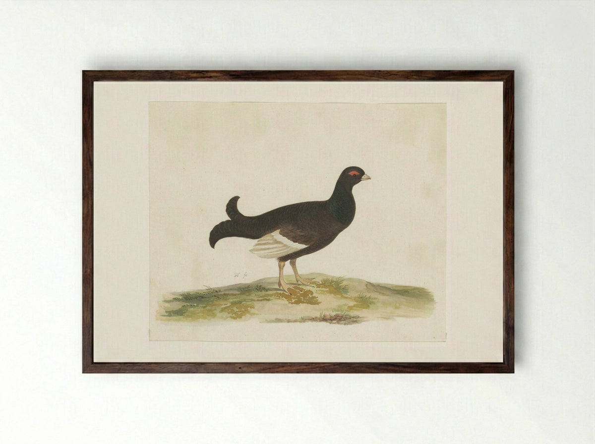 Black Grouse - Pieter Holsteyn (I) - Framed Print Dark Wood
