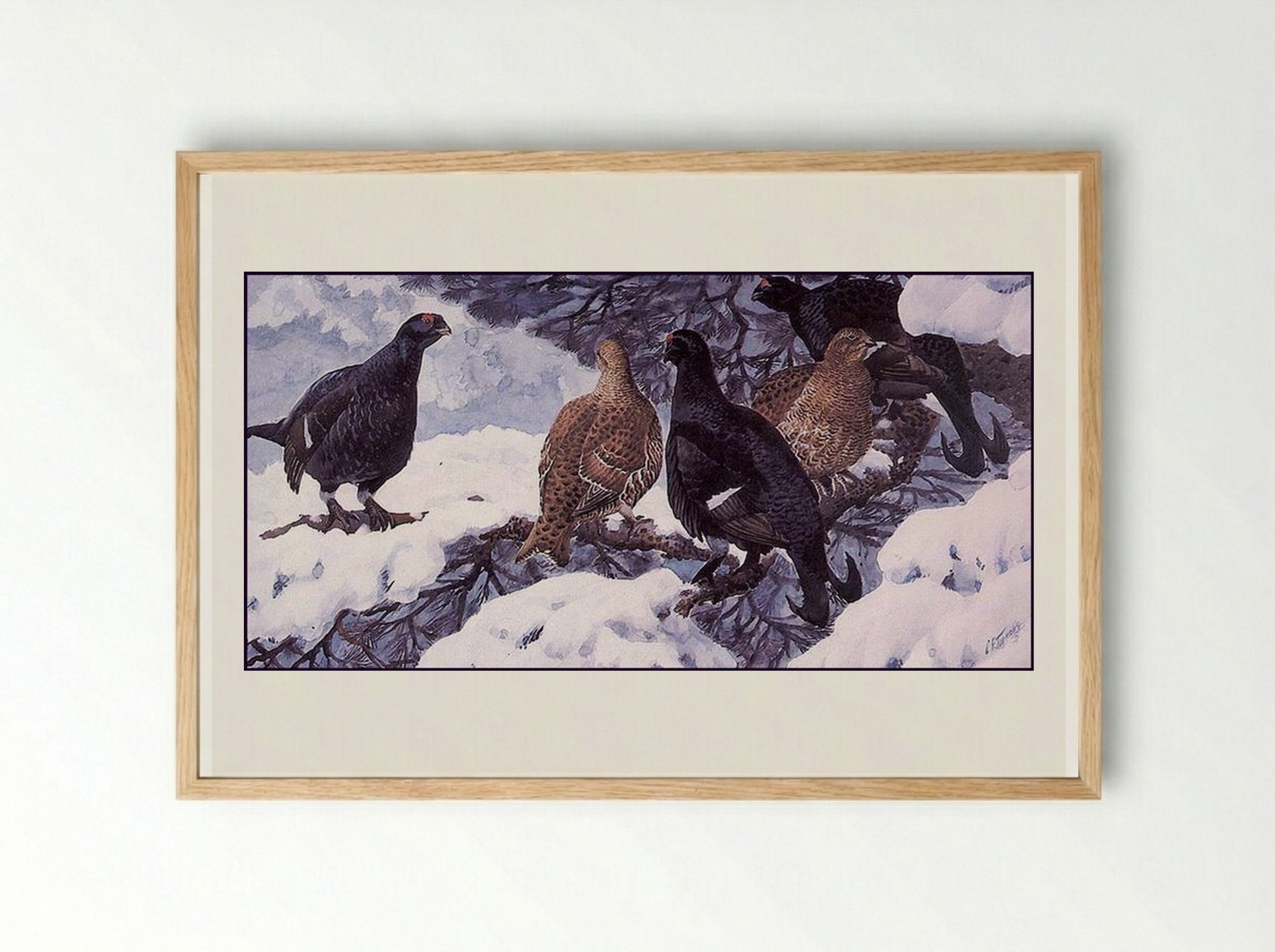 Black Grouse - Charles Tunnicliffe - Framed Print Wood