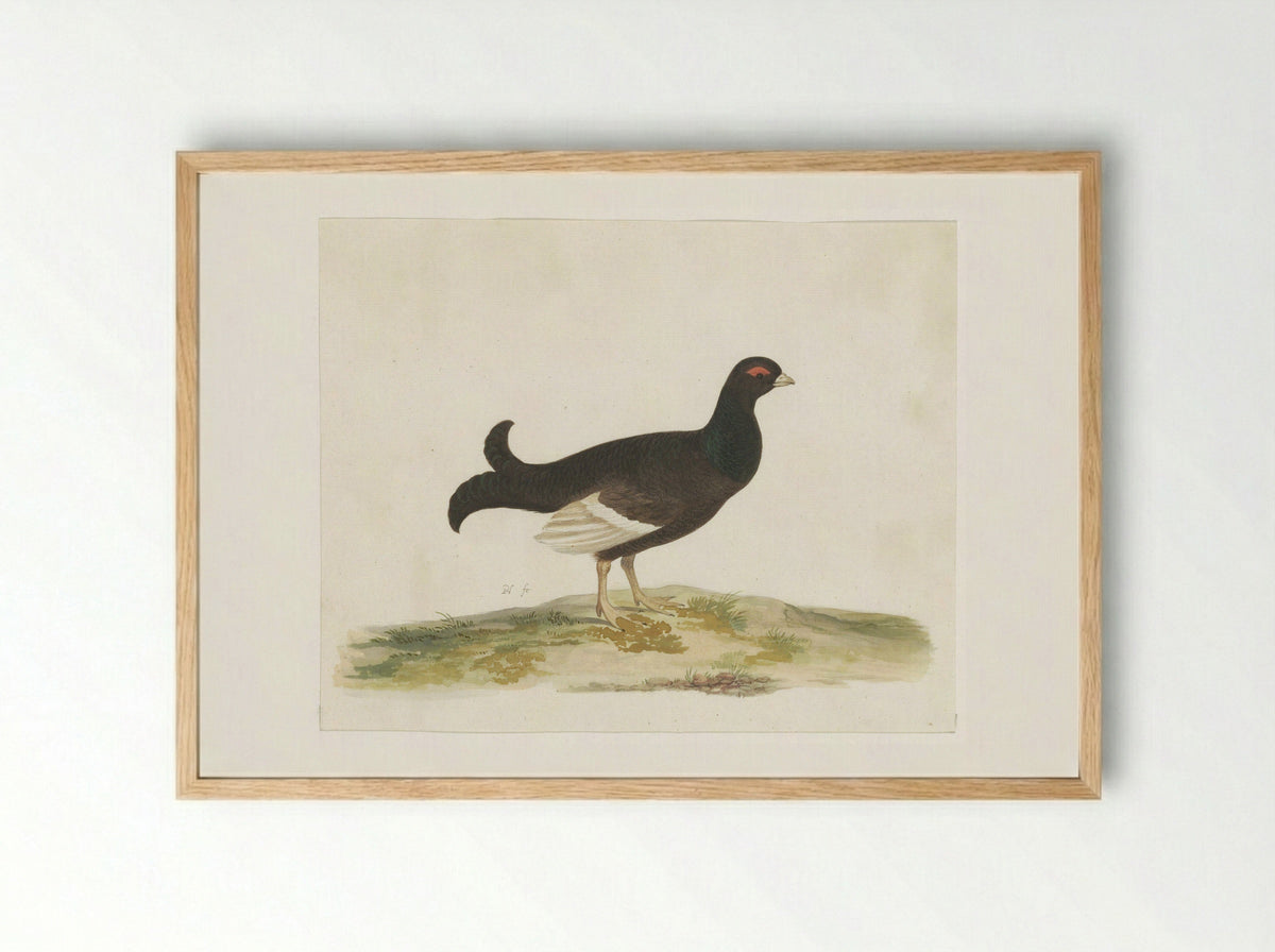 Black Grouse - Pieter Holsteyn (I) - Framed Print Wood