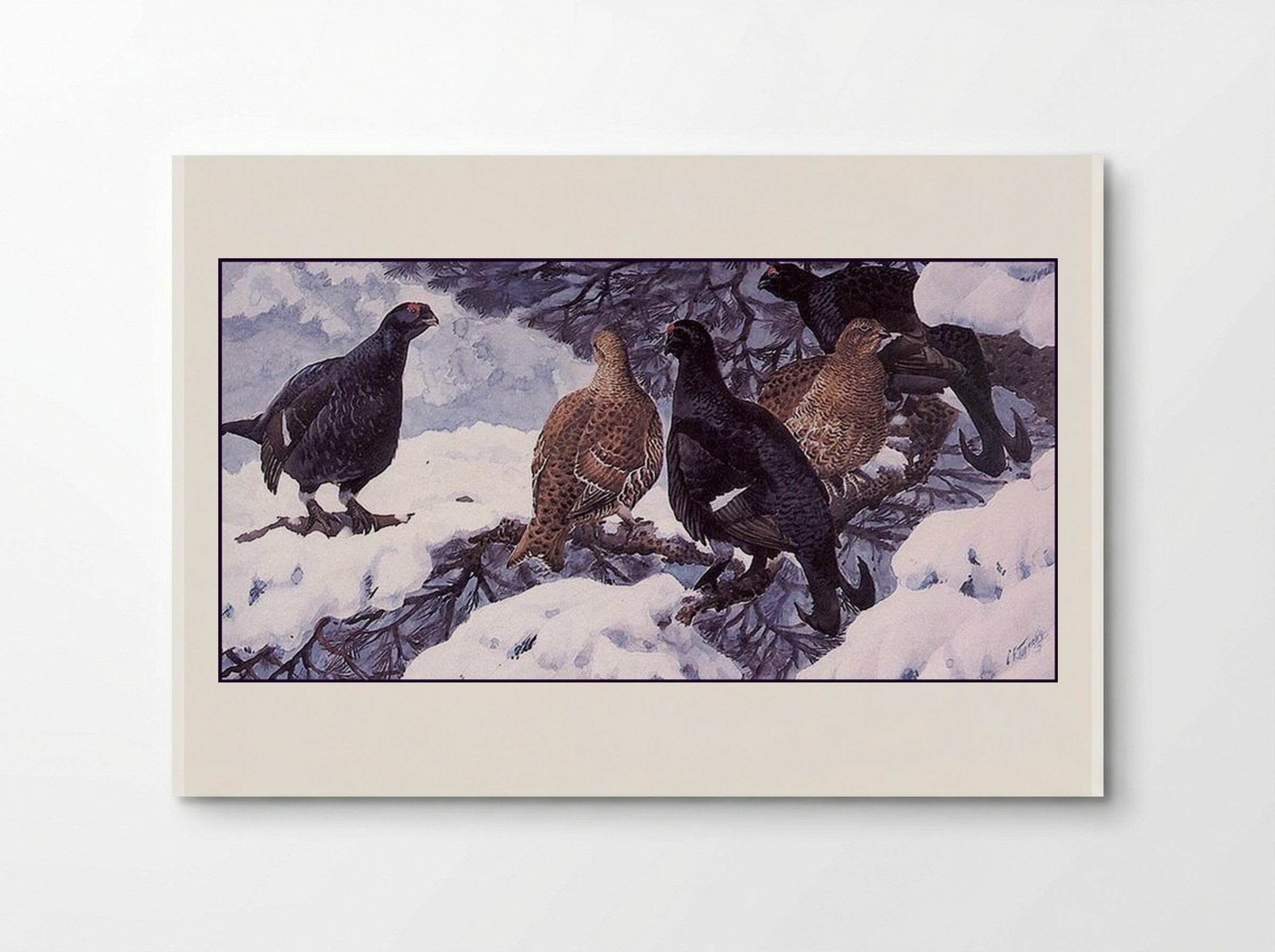 Black Grouse - Charles Tunnicliffe - Poster