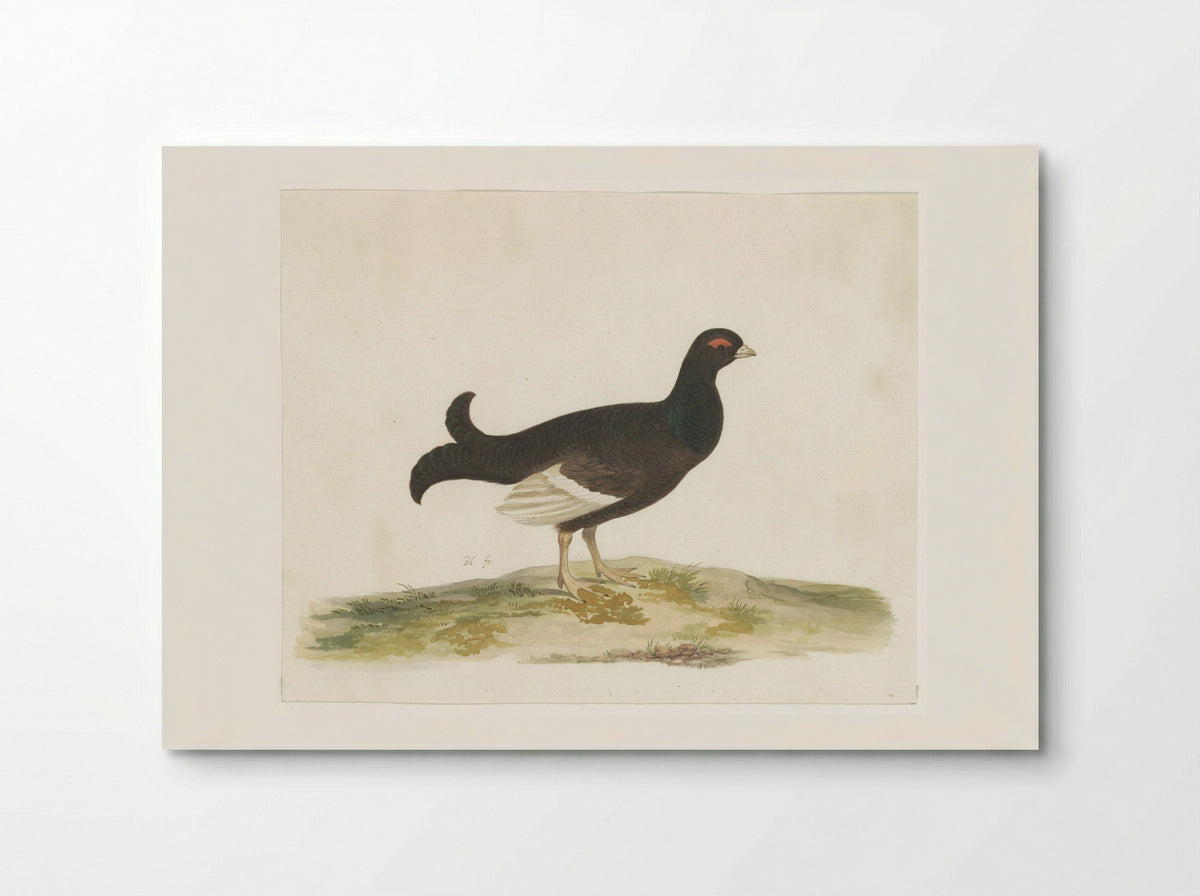Black Grouse - Pieter Holsteyn (I) - Poster
