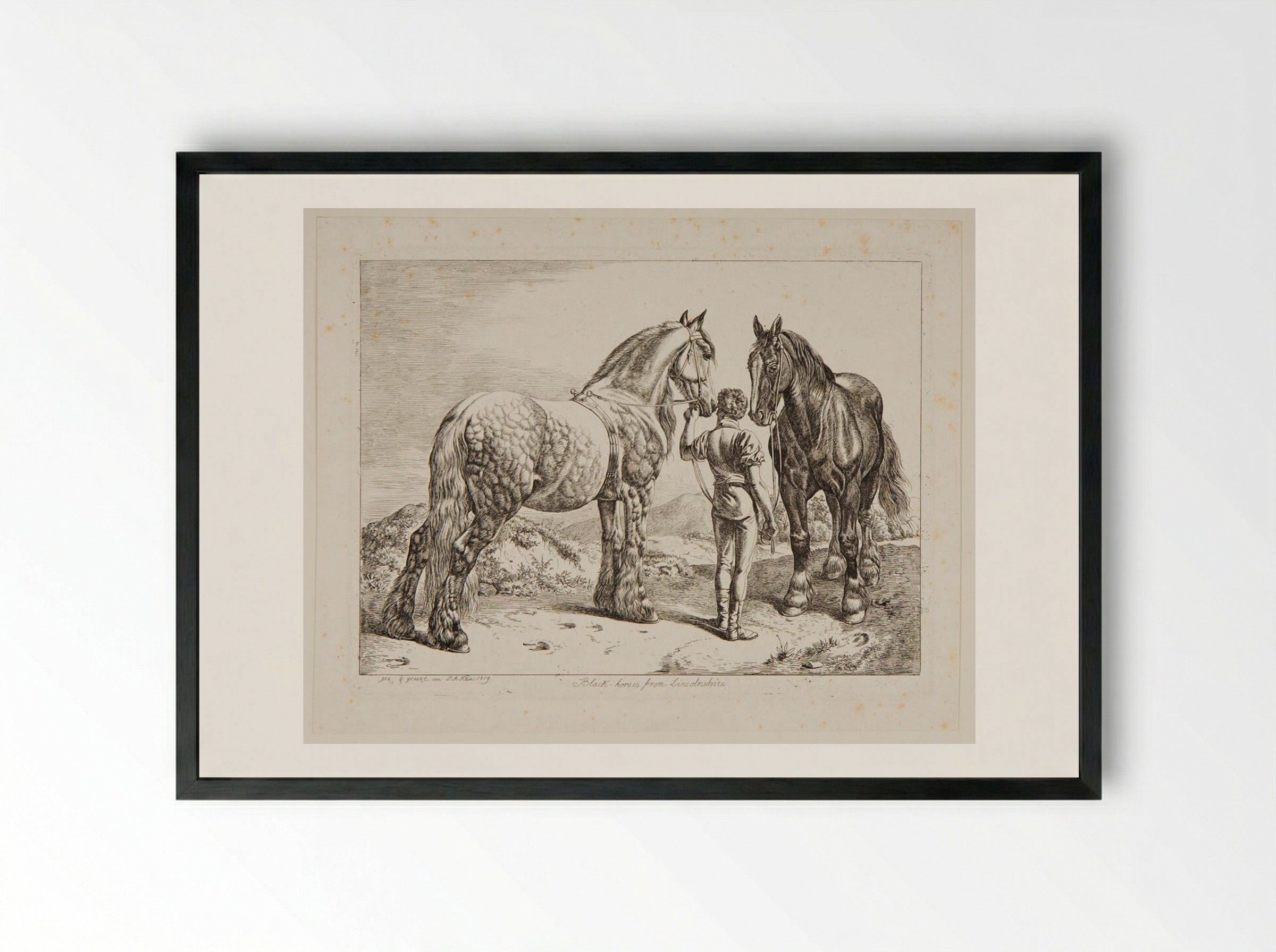 Black Horses from Lincolnshire - Johann Adam Klein - Framed Print Black