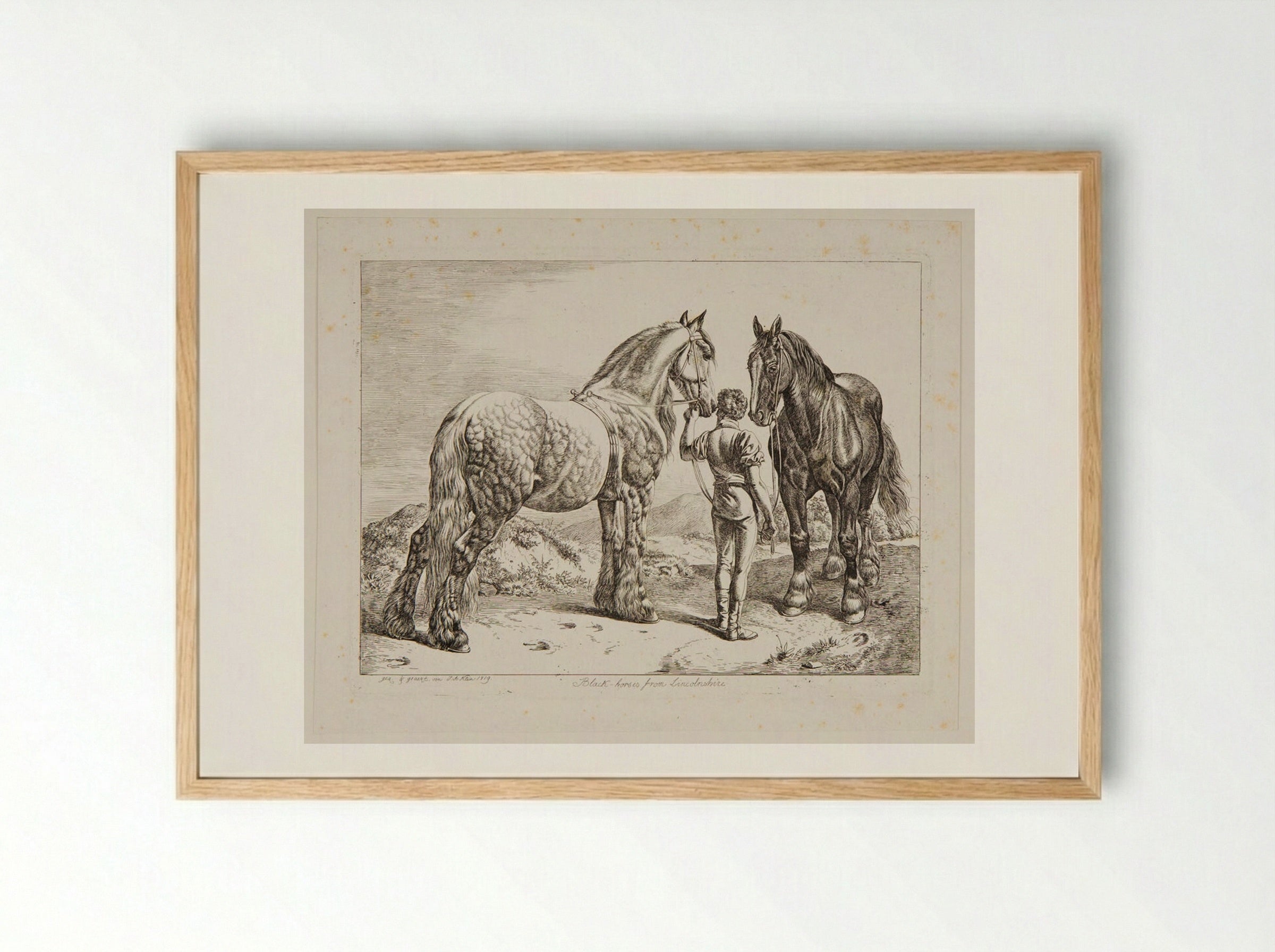 Black Horses from Lincolnshire - Johann Adam Klein - Framed Print Wood