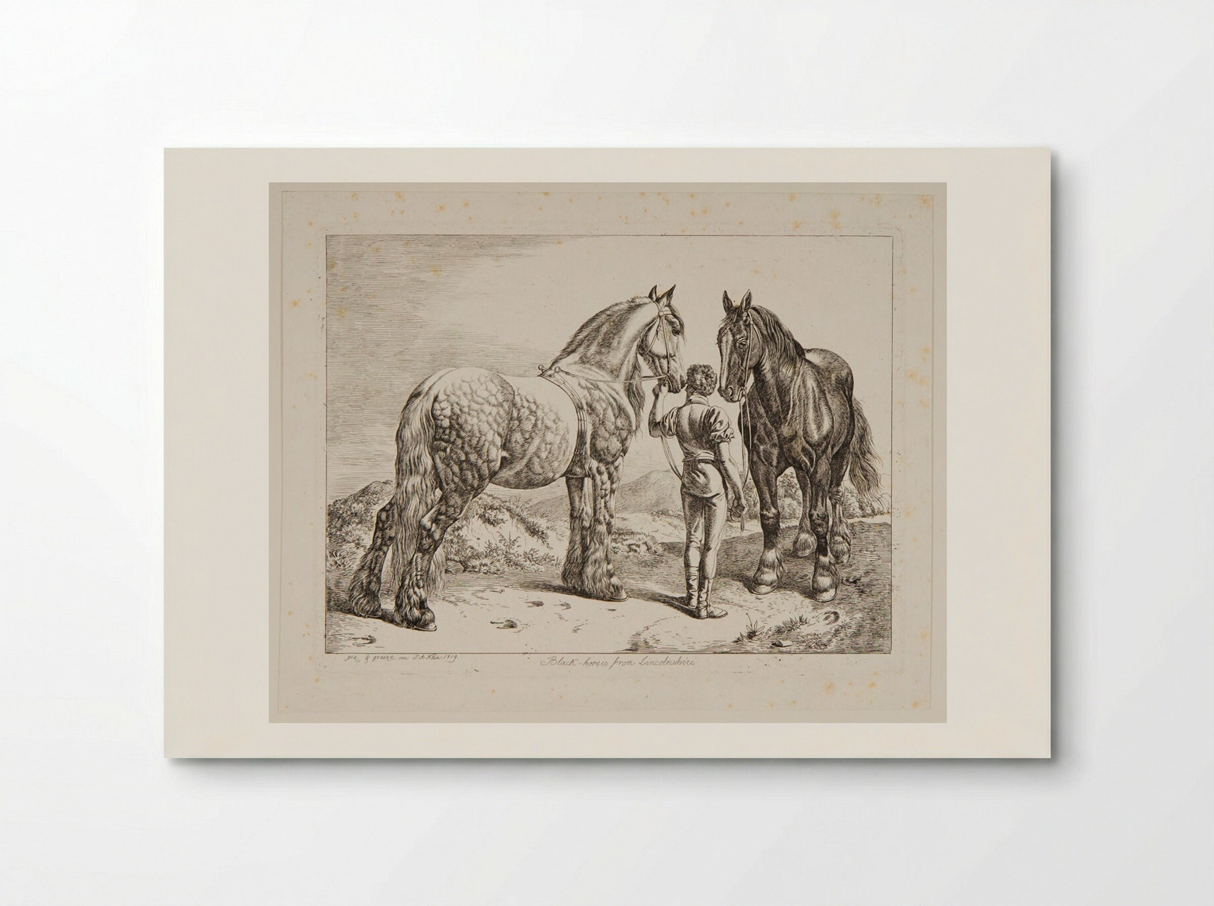 Black Horses from Lincolnshire - Johann Adam Klein - Poster