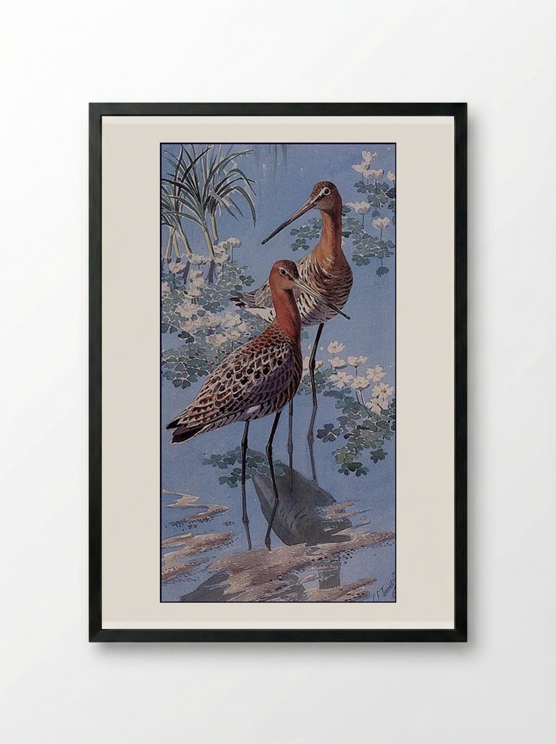 Black-tailed Godwits - Charles Tunnicliffe - Framed Print Black