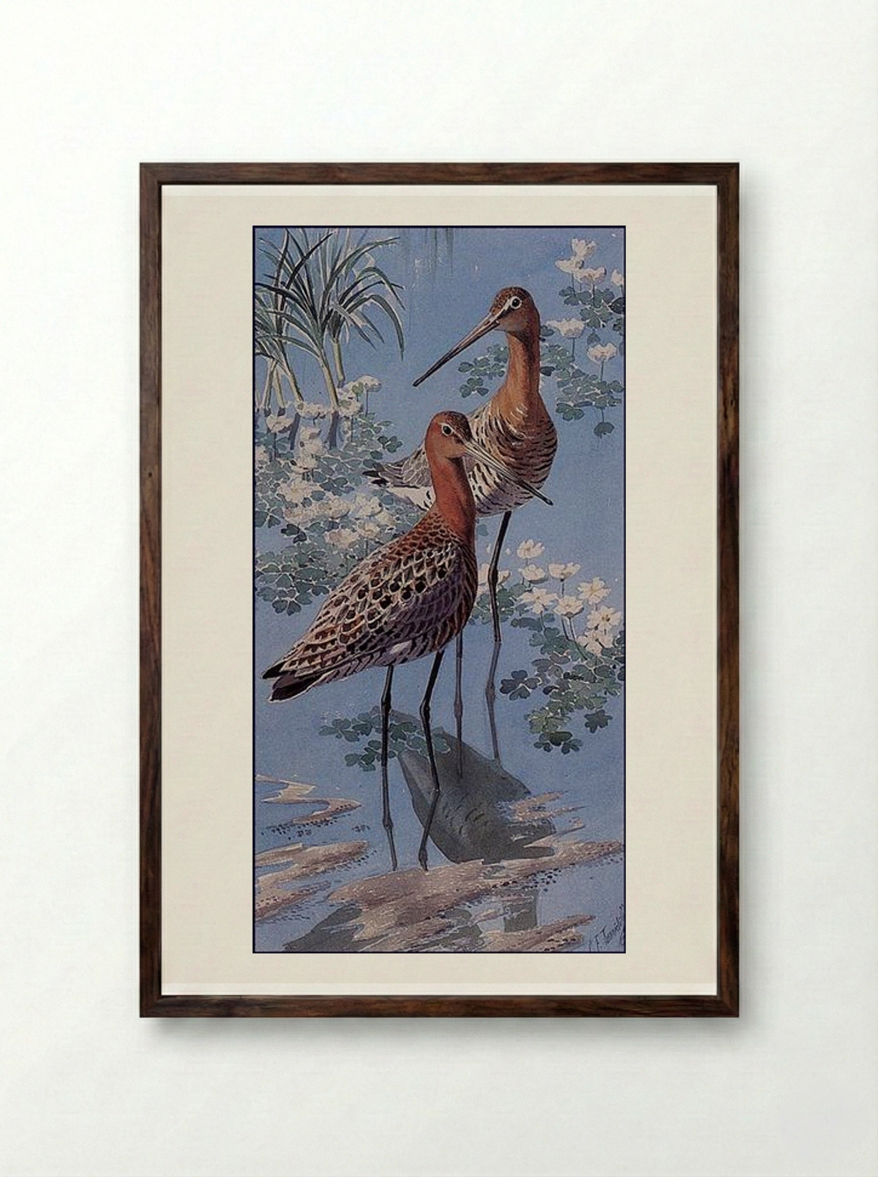 Black-tailed Godwits - Charles Tunnicliffe - Framed Print Dark Wood