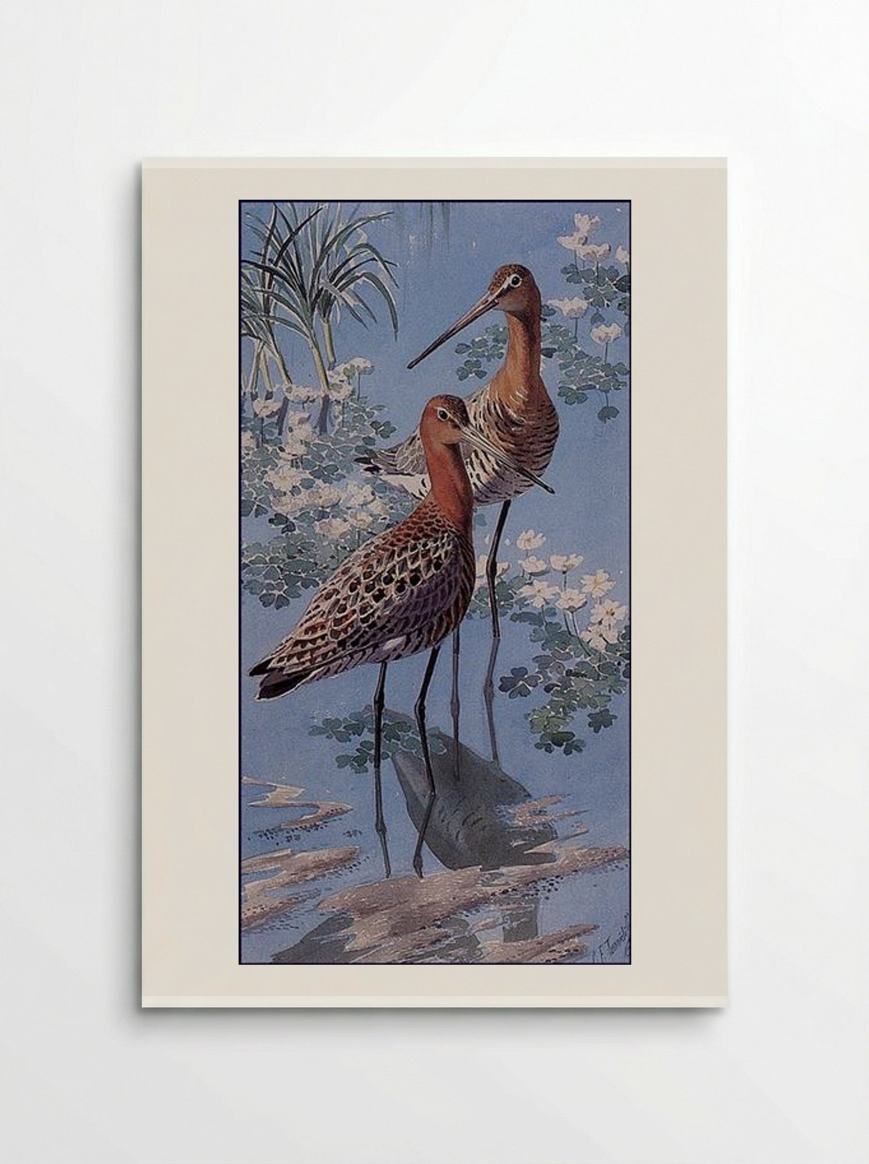 Black-tailed Godwits - Charles Tunnicliffe - Poster