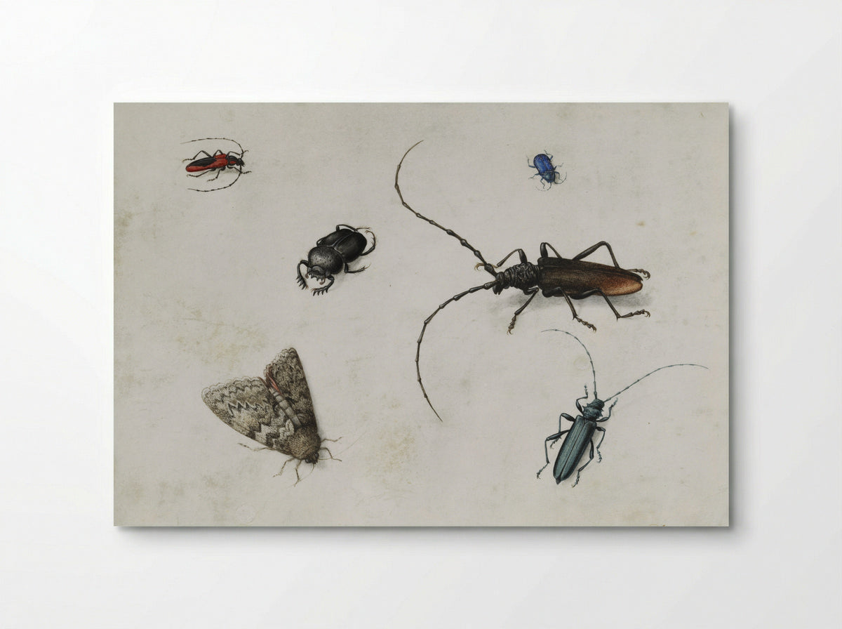 Blad met zes kevers - Pieter Holsteyn (I) - Poster