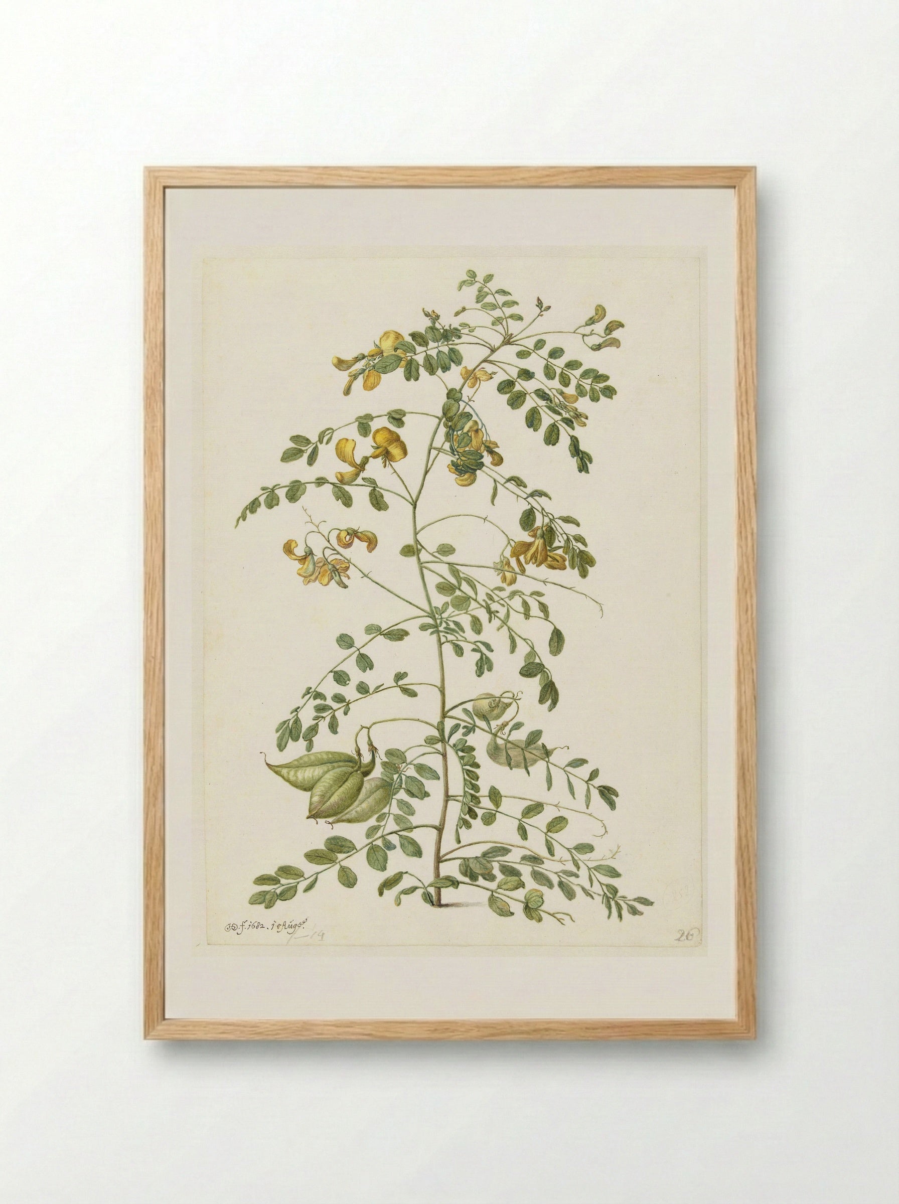 Bladder Senna and Sticky Catchfly - Herman Saftleven - Framed Print Wood