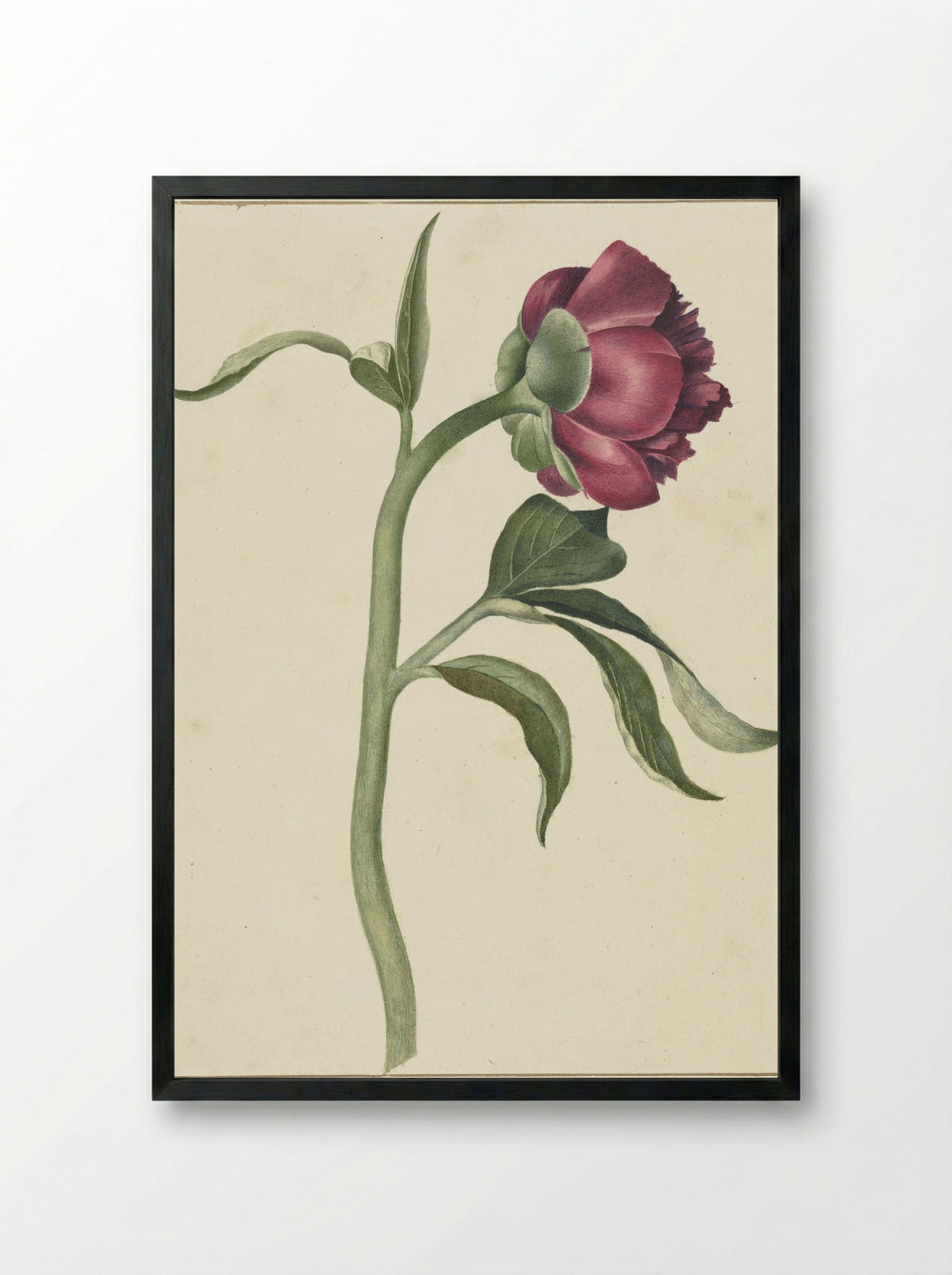 Bloem van de pioenroos - C.J. Kruimel - Framed Print Black