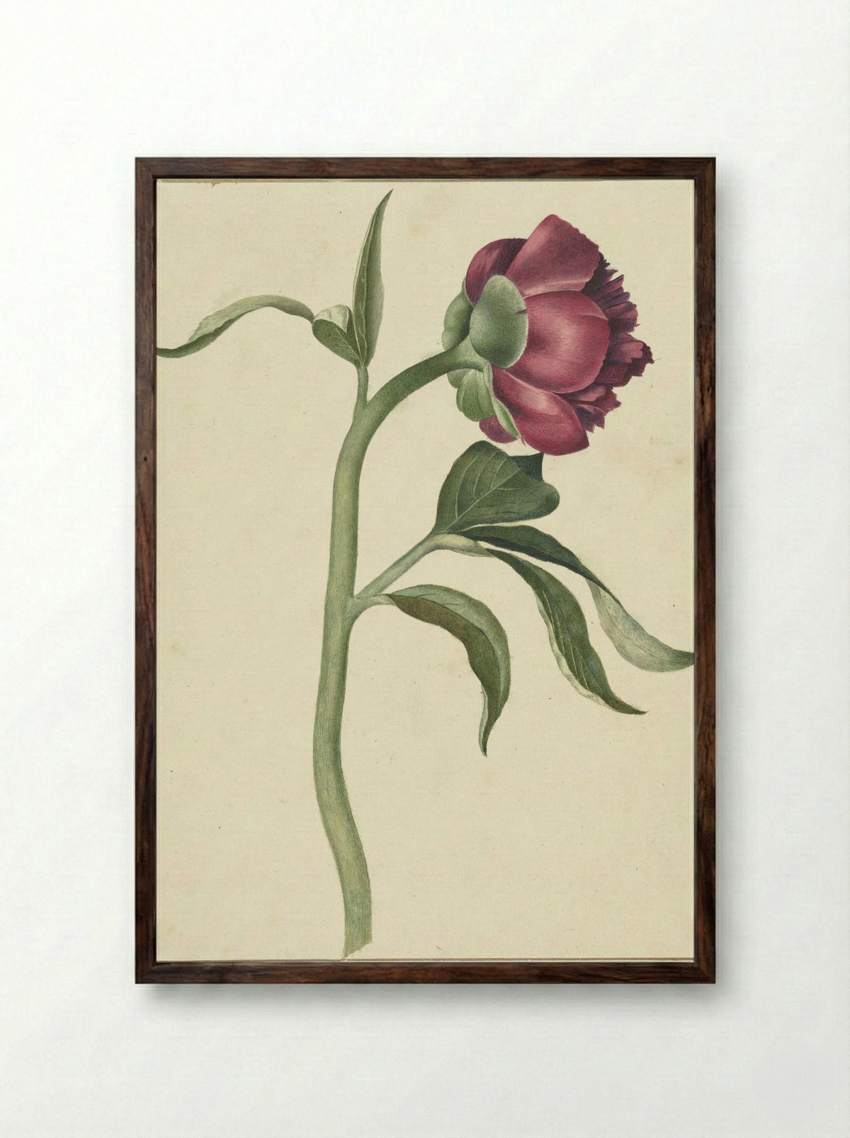 Bloem van de pioenroos - C.J. Kruimel - Framed Print Dark Wood