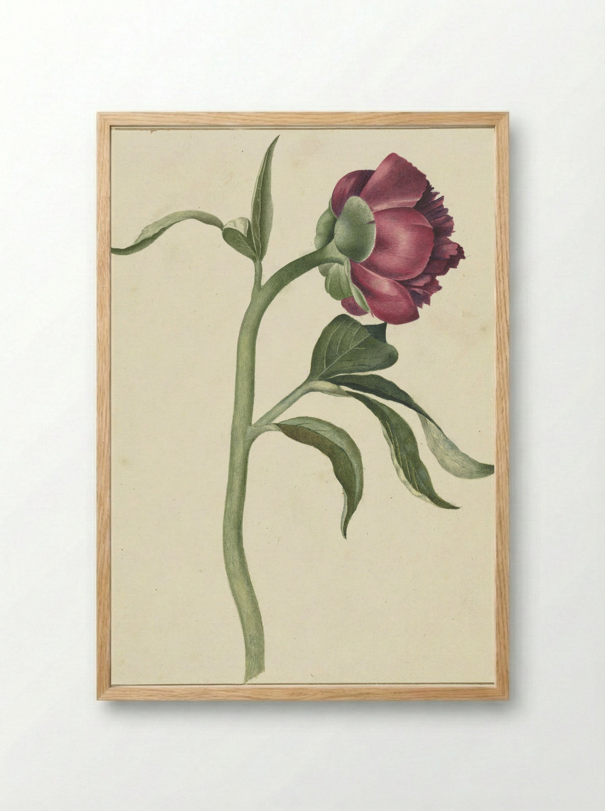 Bloem van de pioenroos - C.J. Kruimel - Framed Print Wood
