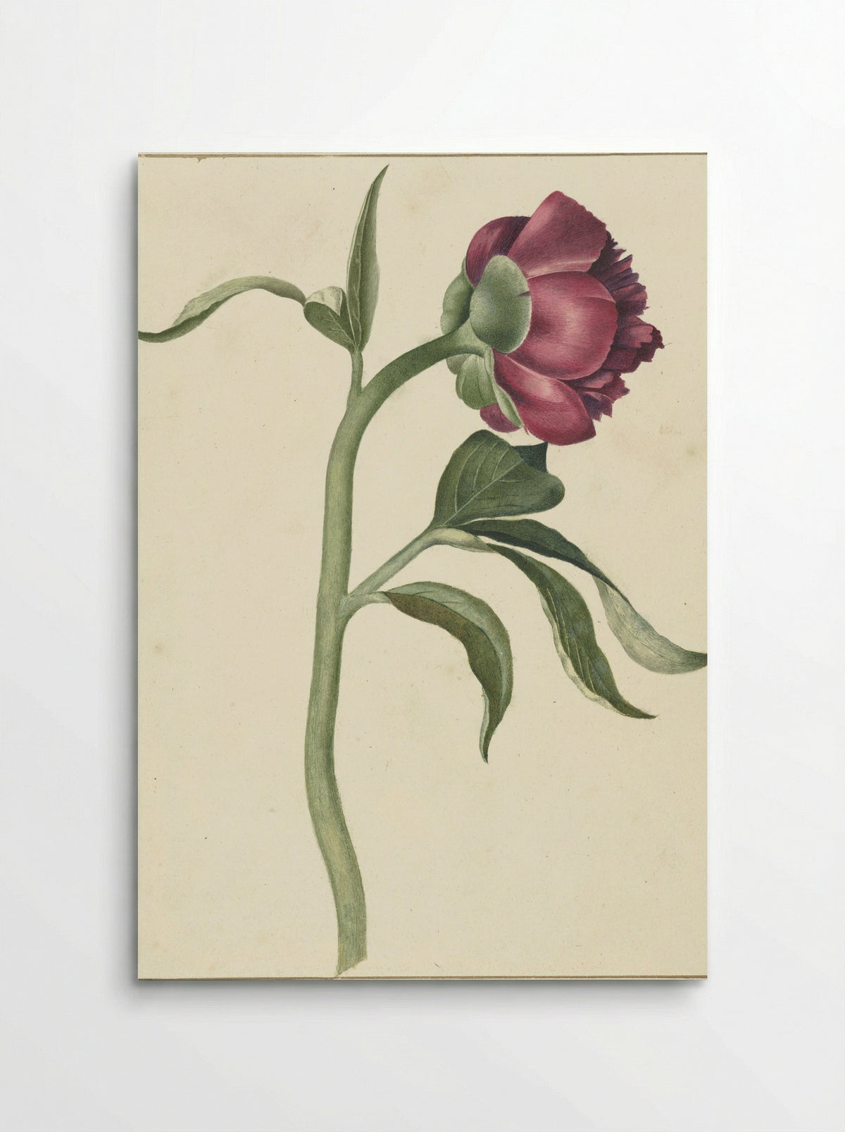 Bloem van de pioenroos - C.J. Kruimel - Poster