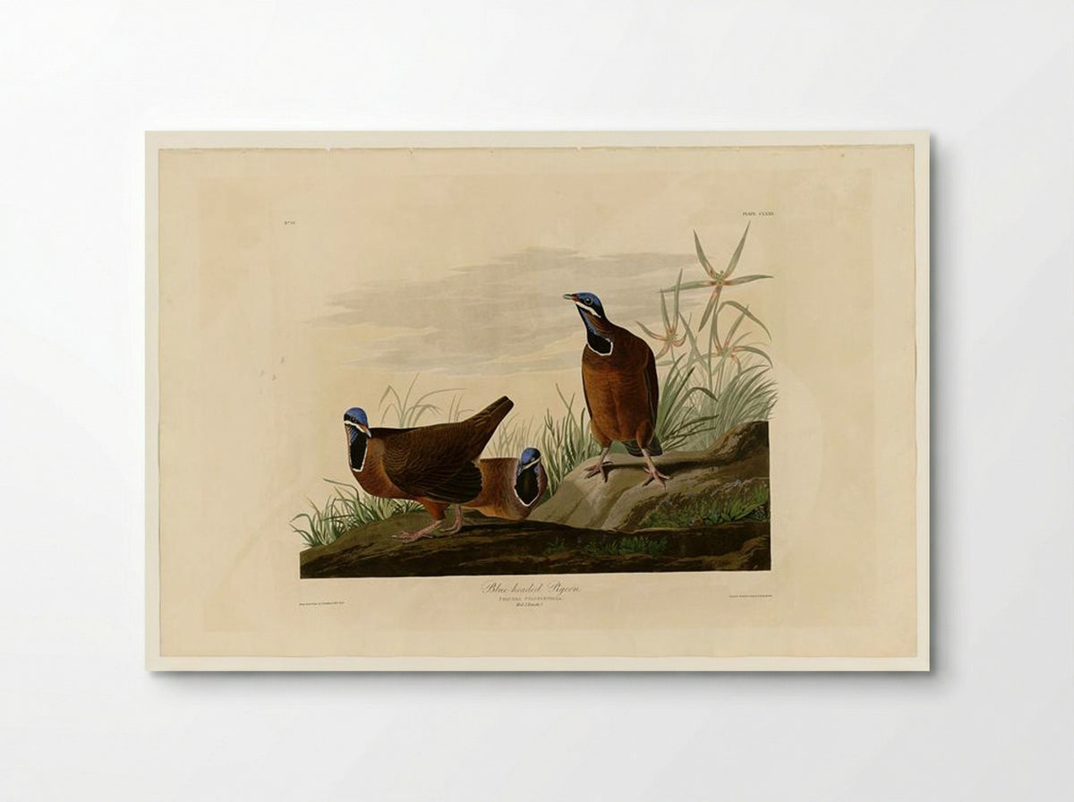 Blue-headed Pigeon (Plate 172) - John James Audubon - Poster