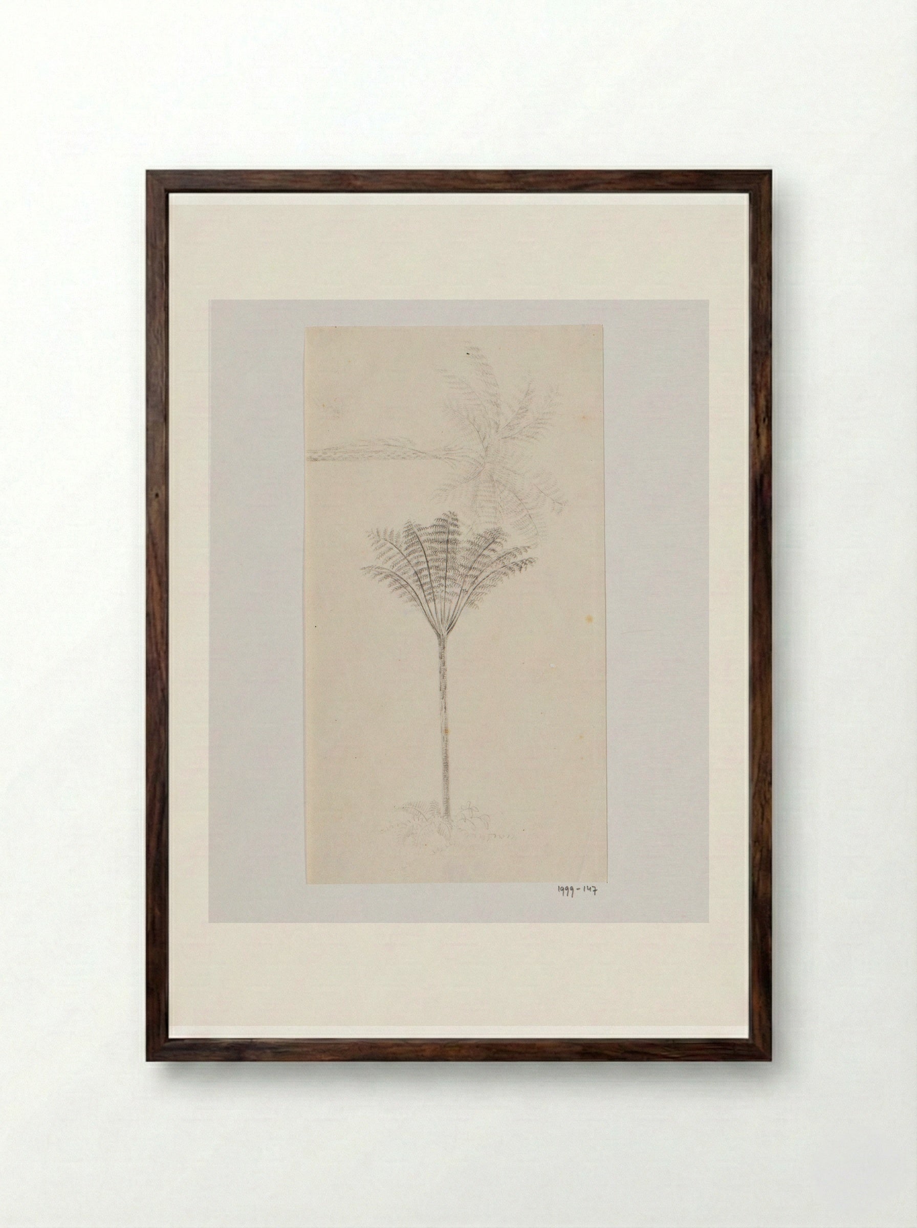 Boomvaren (Tree Fern) - Adrianus Johannes Bik - Framed Print Dark Wood