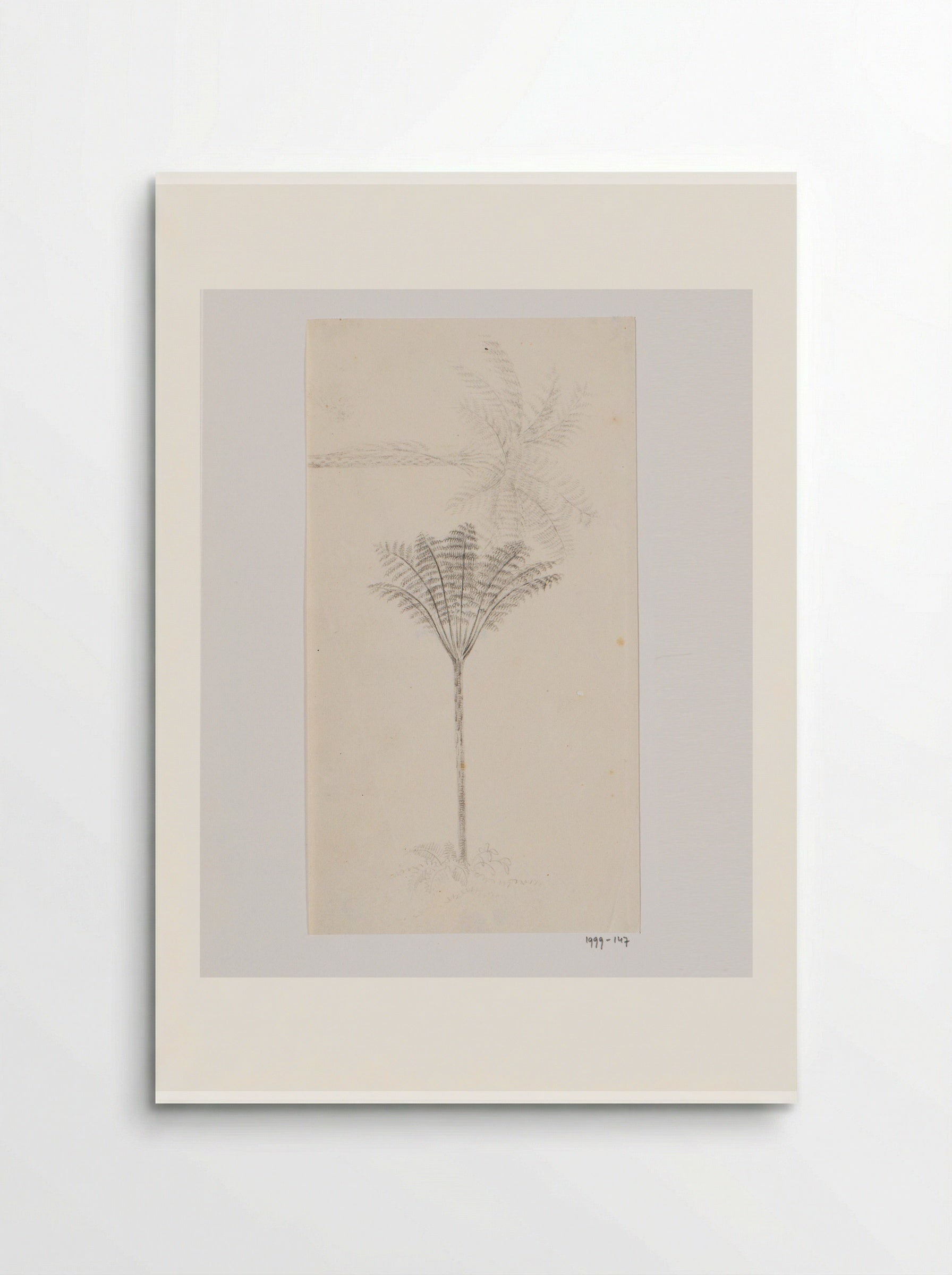 Boomvaren (Tree Fern) - Adrianus Johannes Bik - Poster
