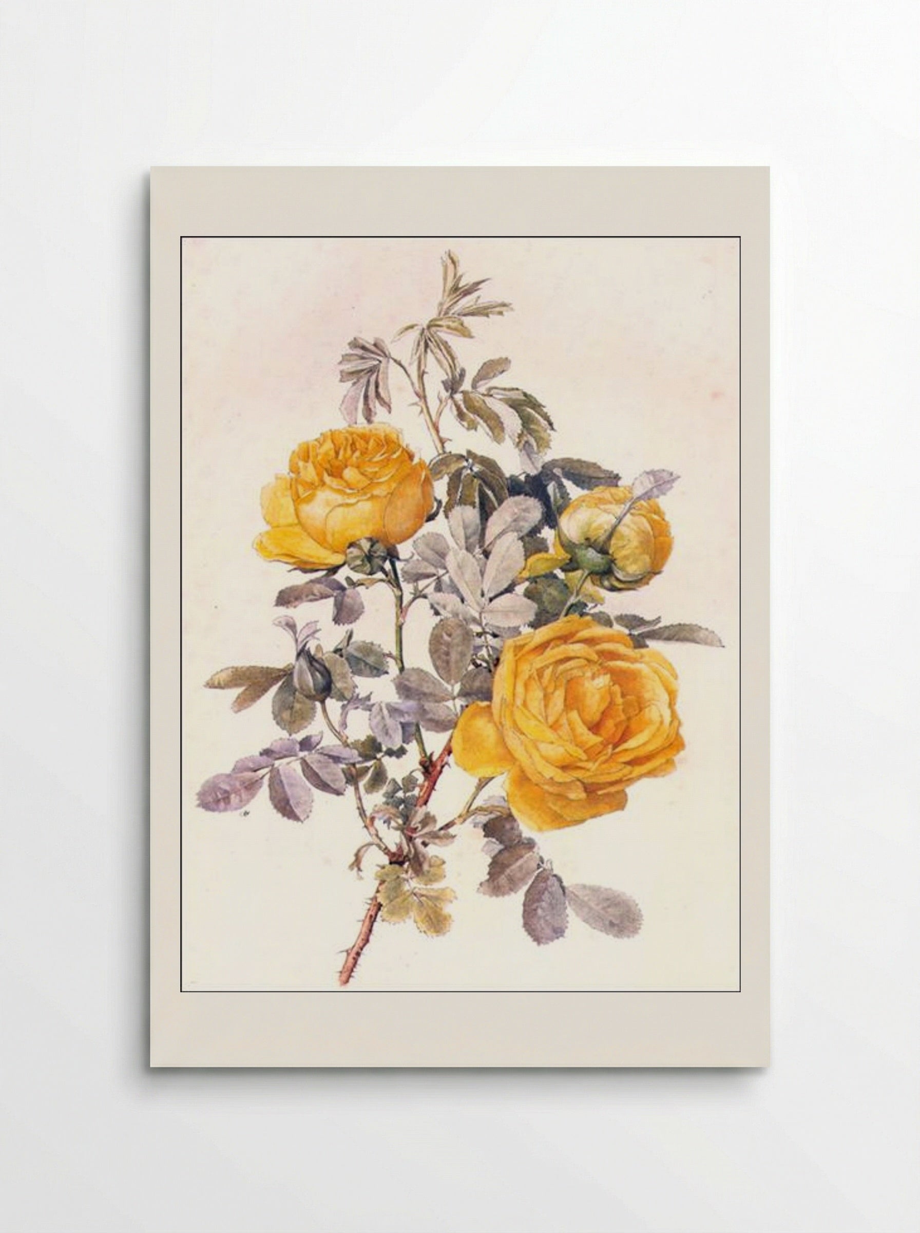 Botanical Illustration of Yellow Roses - Alfred Parsons - Poster