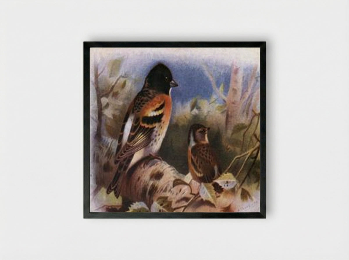 Brambling - Archibald Thorburn - Framed Print Black