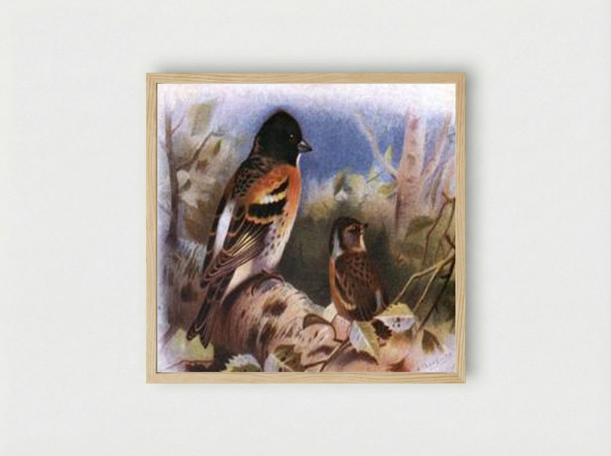 Brambling - Archibald Thorburn - Framed Print Wood