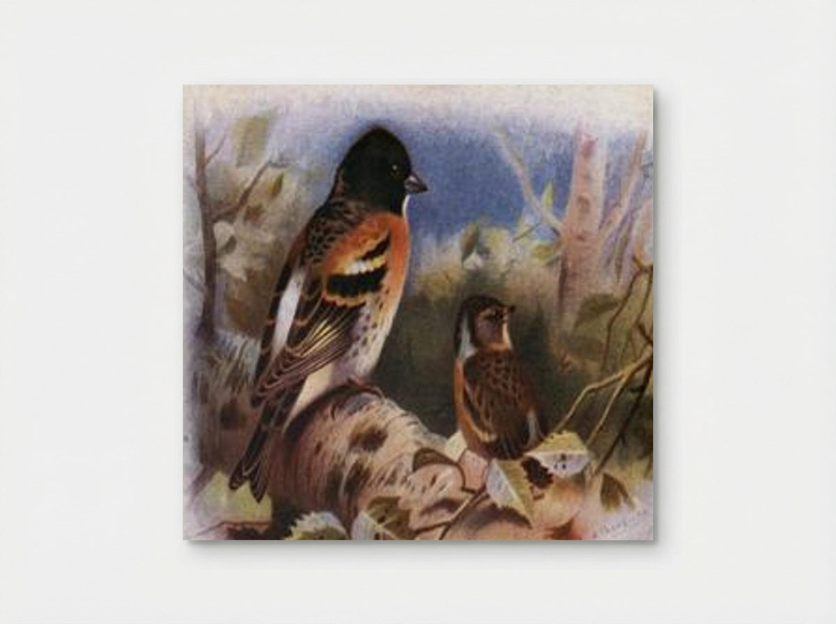 Brambling - Archibald Thorburn - Poster