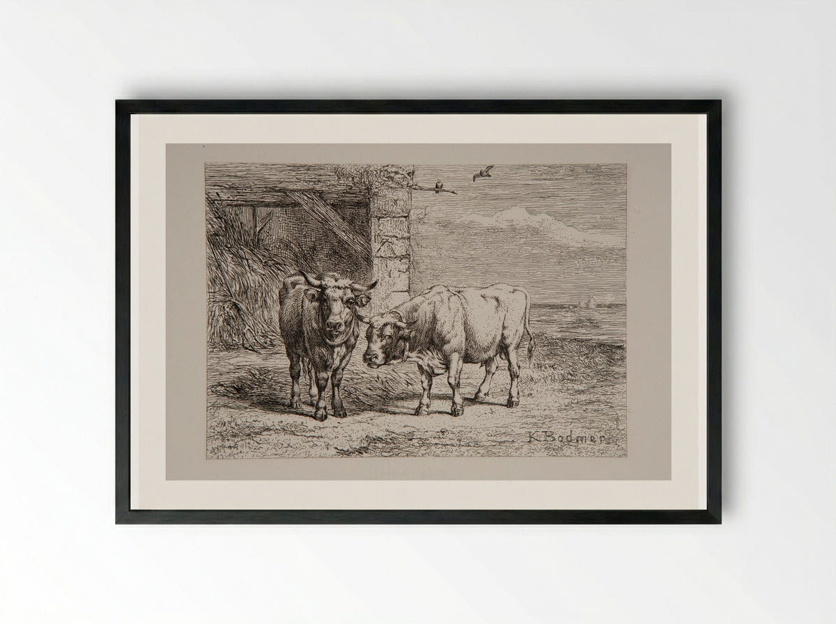 Bull and Cow - Karl Bodmer - Framed Print Black