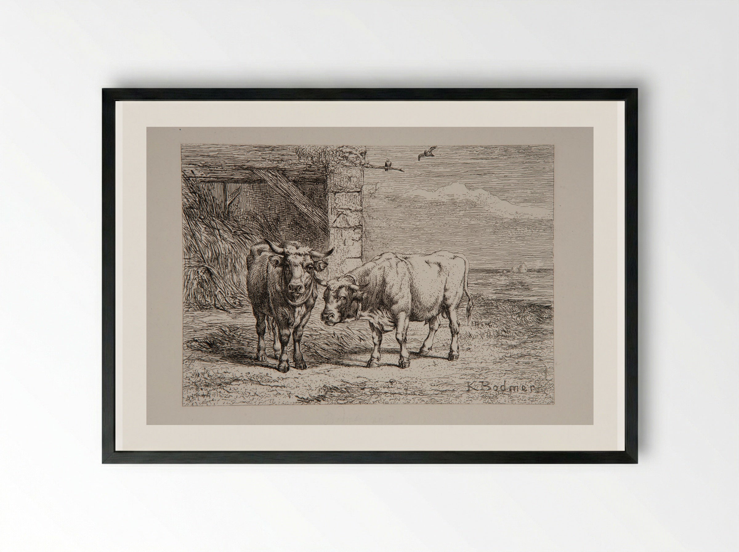 Bull and Cow - Karl Bodmer - Framed Print Black