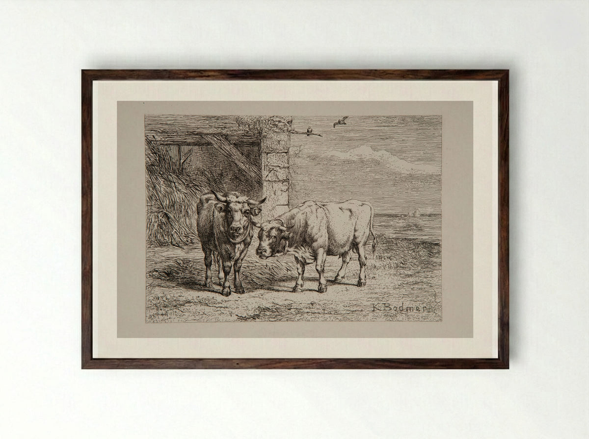Bull and Cow - Karl Bodmer - Framed Print Dark Wood
