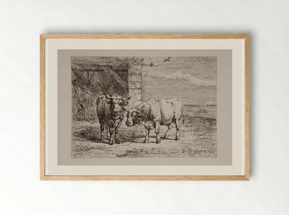 Bull and Cow - Karl Bodmer - Framed Print Wood