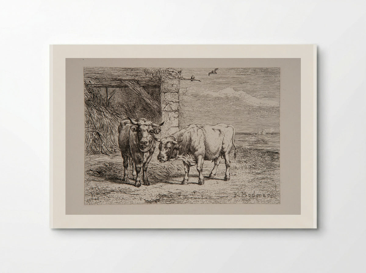 Bull and Cow - Karl Bodmer - Poster