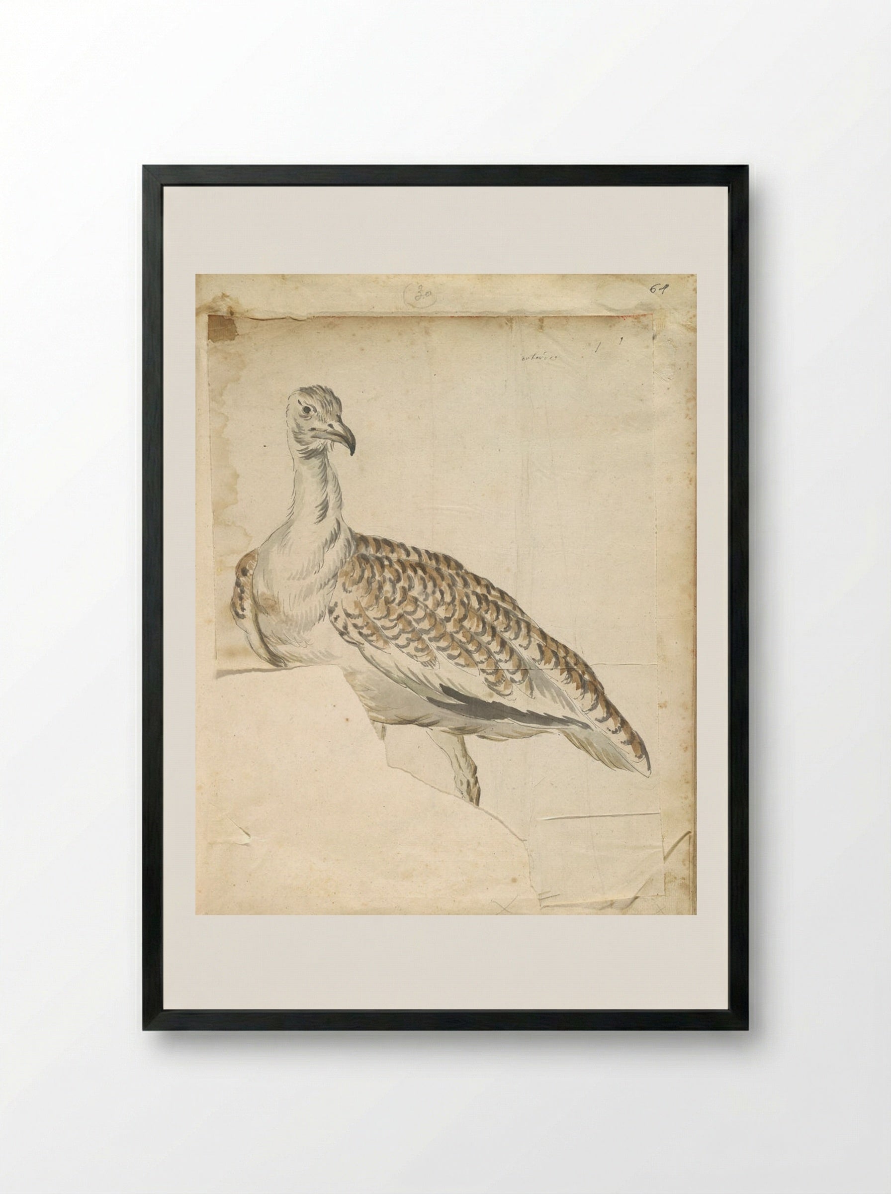 Bustard - Jean-Baptiste Oudry - Framed Print Black