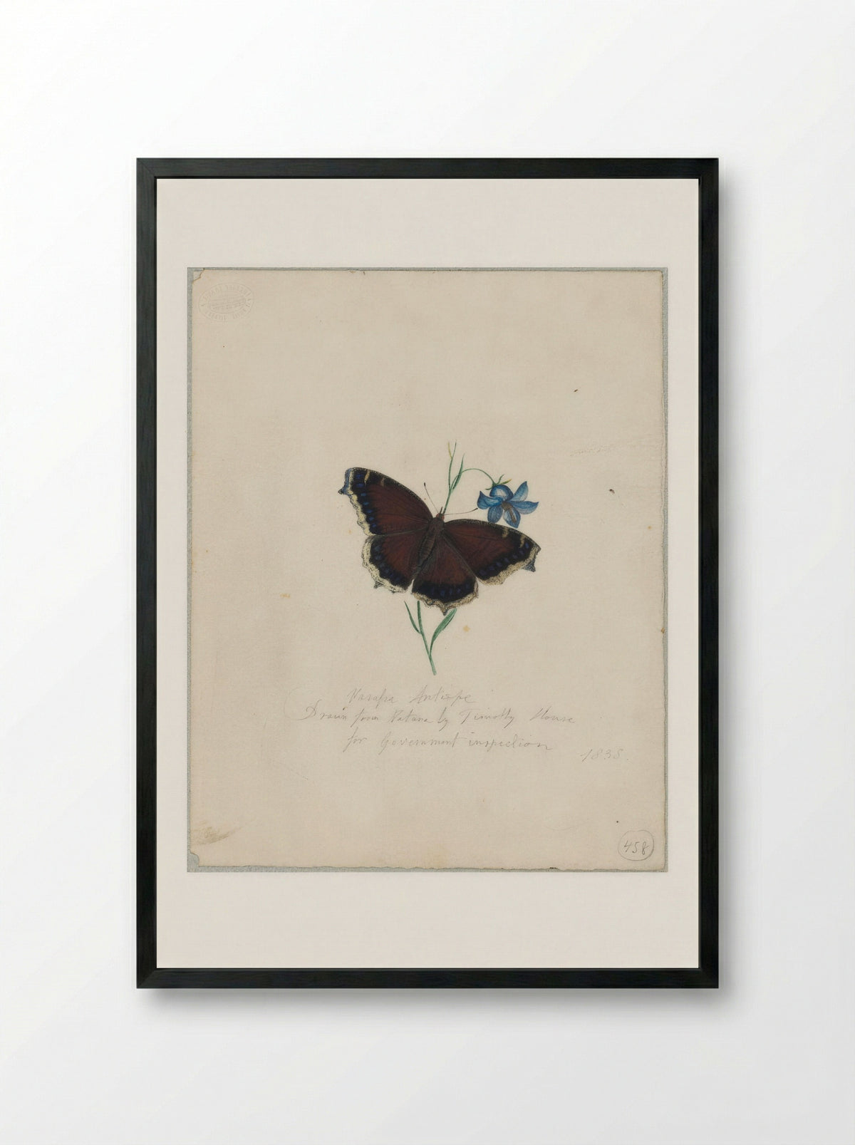 Vanessa antiopa (Mourning Cloak Butterfly) - Timothy House - Framed Print Black [HQ 8407e66fa7c8]
