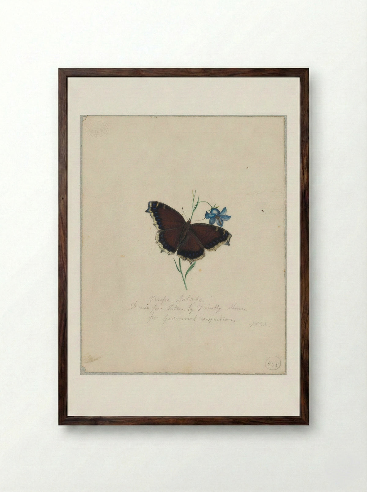 Vanessa antiopa (Mourning Cloak Butterfly) - Timothy House - Framed Print Dark Wood [HQ 8407e66fa7c8]