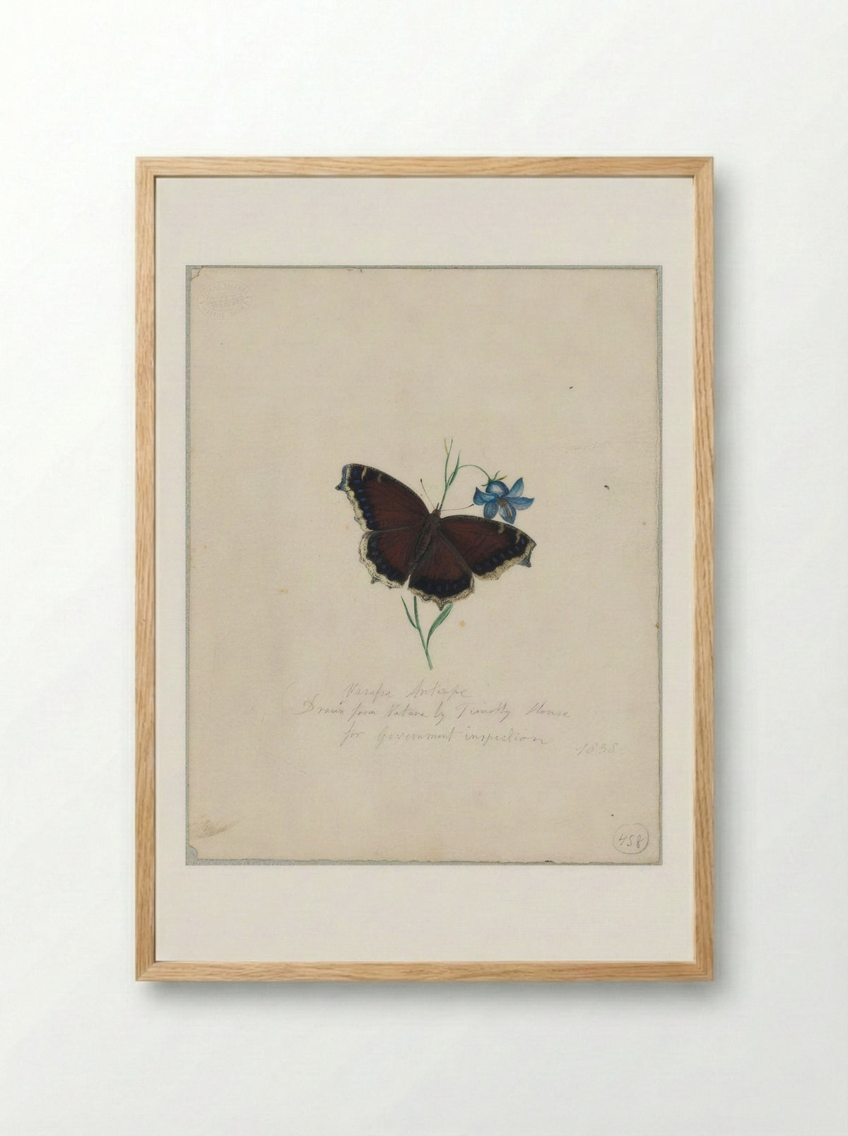 Vanessa antiopa (Mourning Cloak Butterfly) - Timothy House - Framed Print Wood [HQ 8407e66fa7c8]