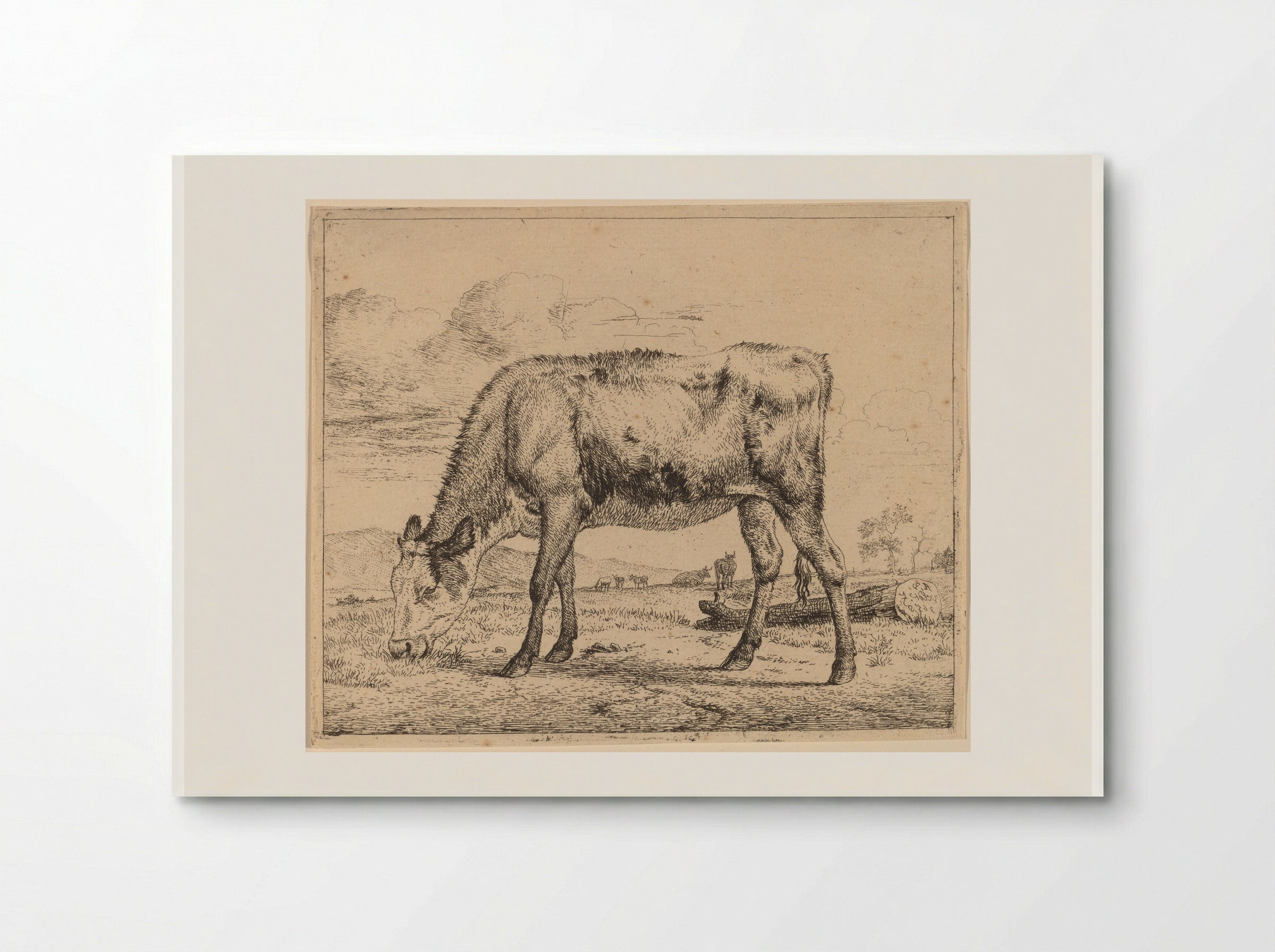 Calf - Adriaen van de Velde - Poster