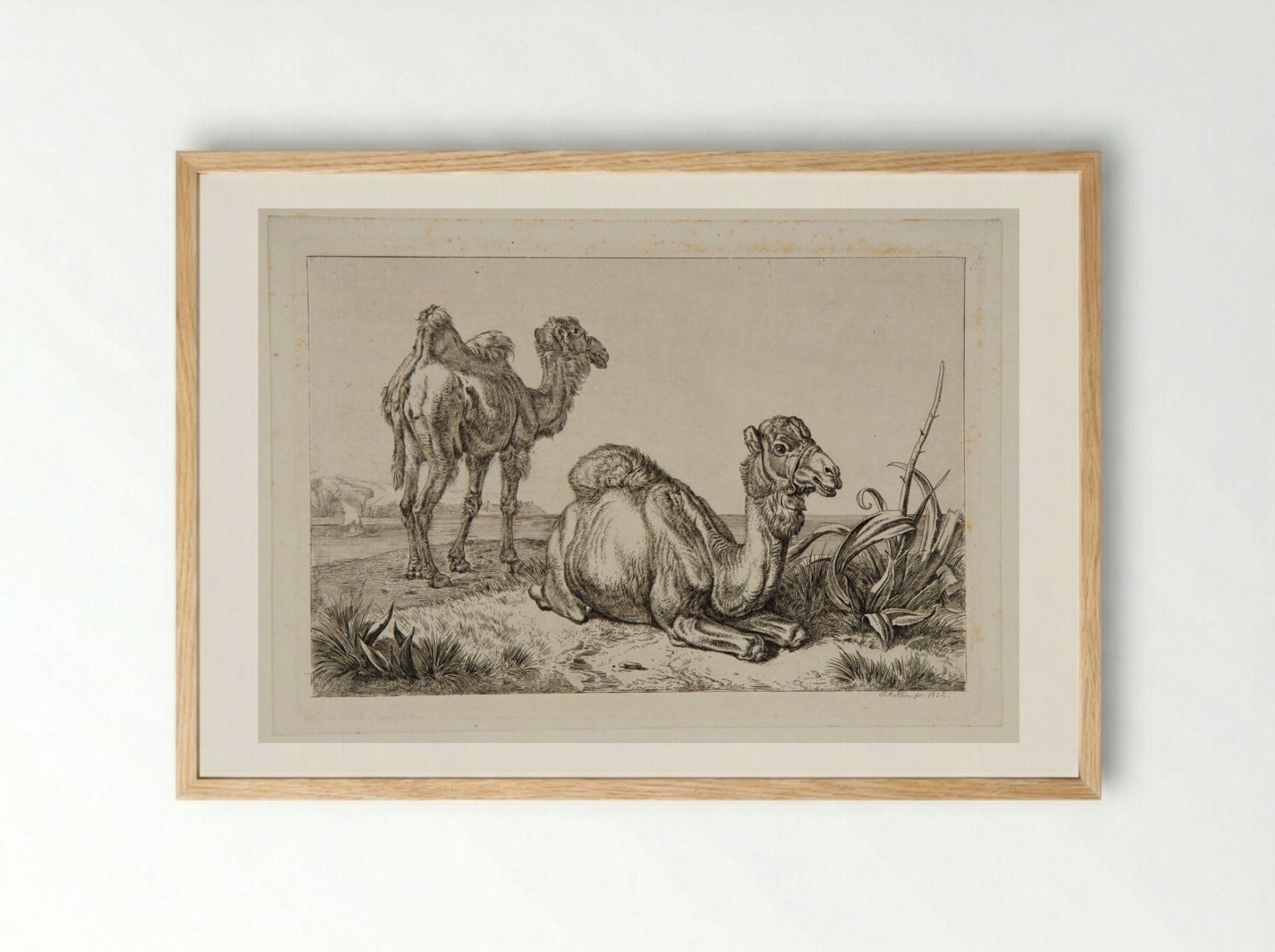 Camels - Johann Adam Klein - Framed Print Wood