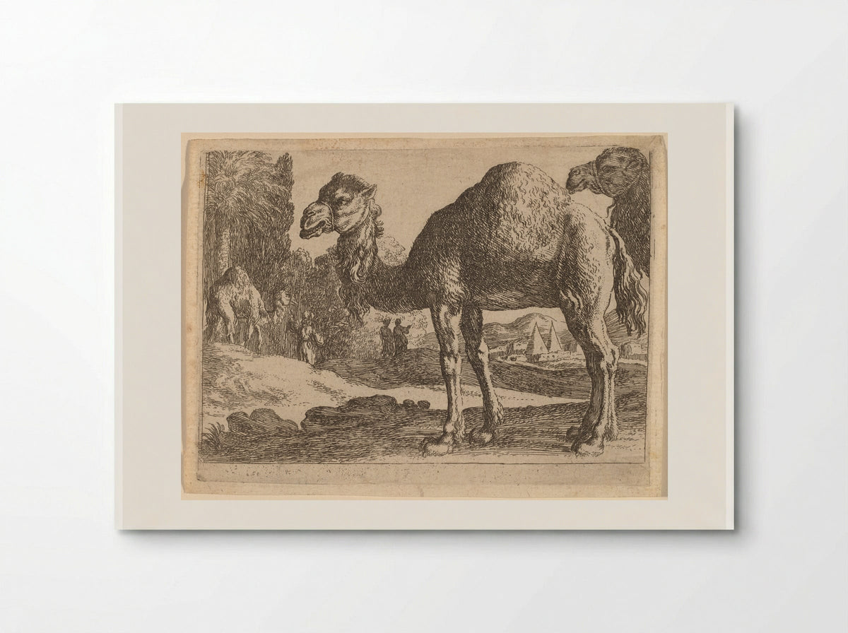 Camels - Herman van Swanevelt - Poster