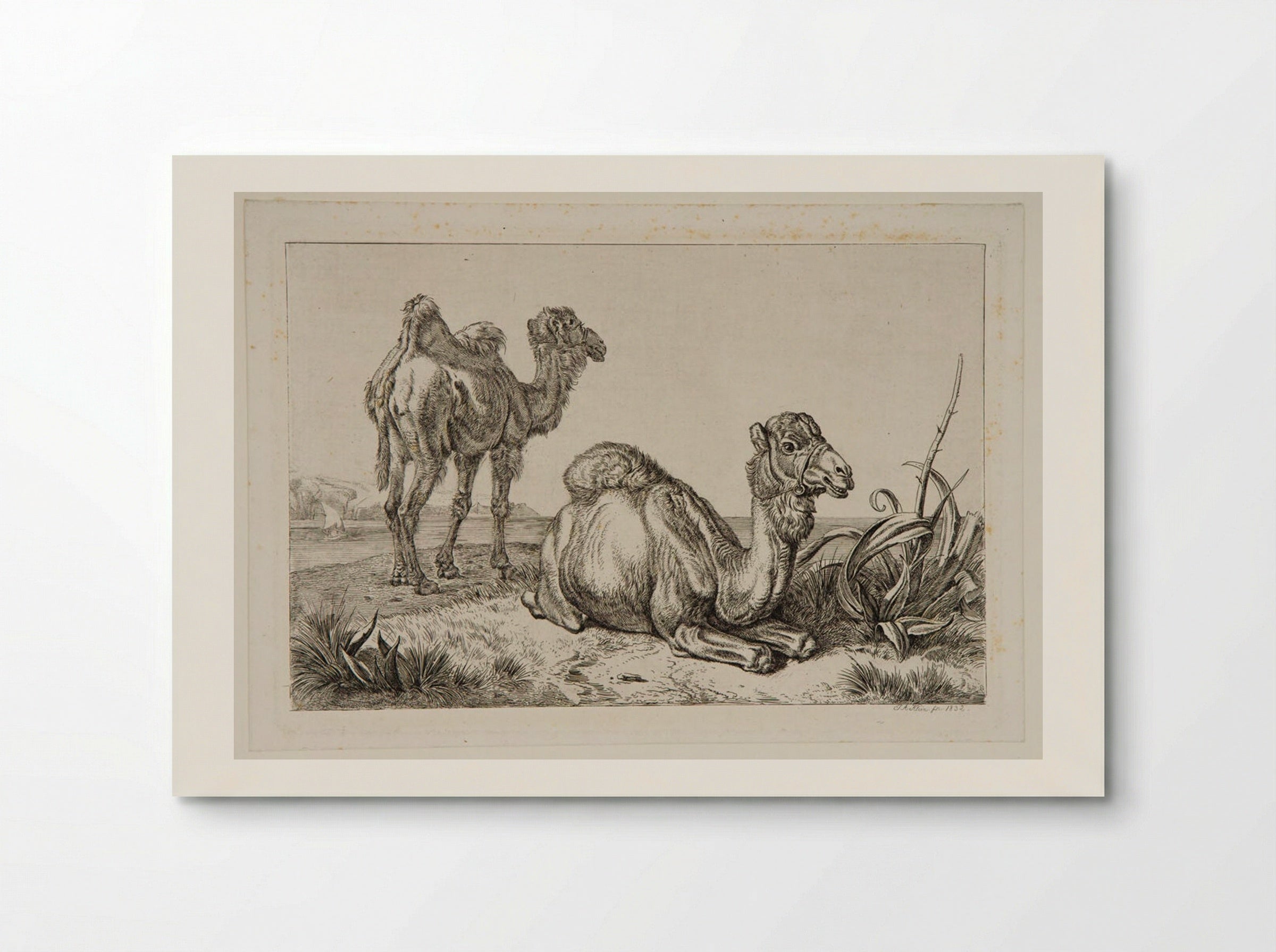 Camels - Johann Adam Klein - Poster