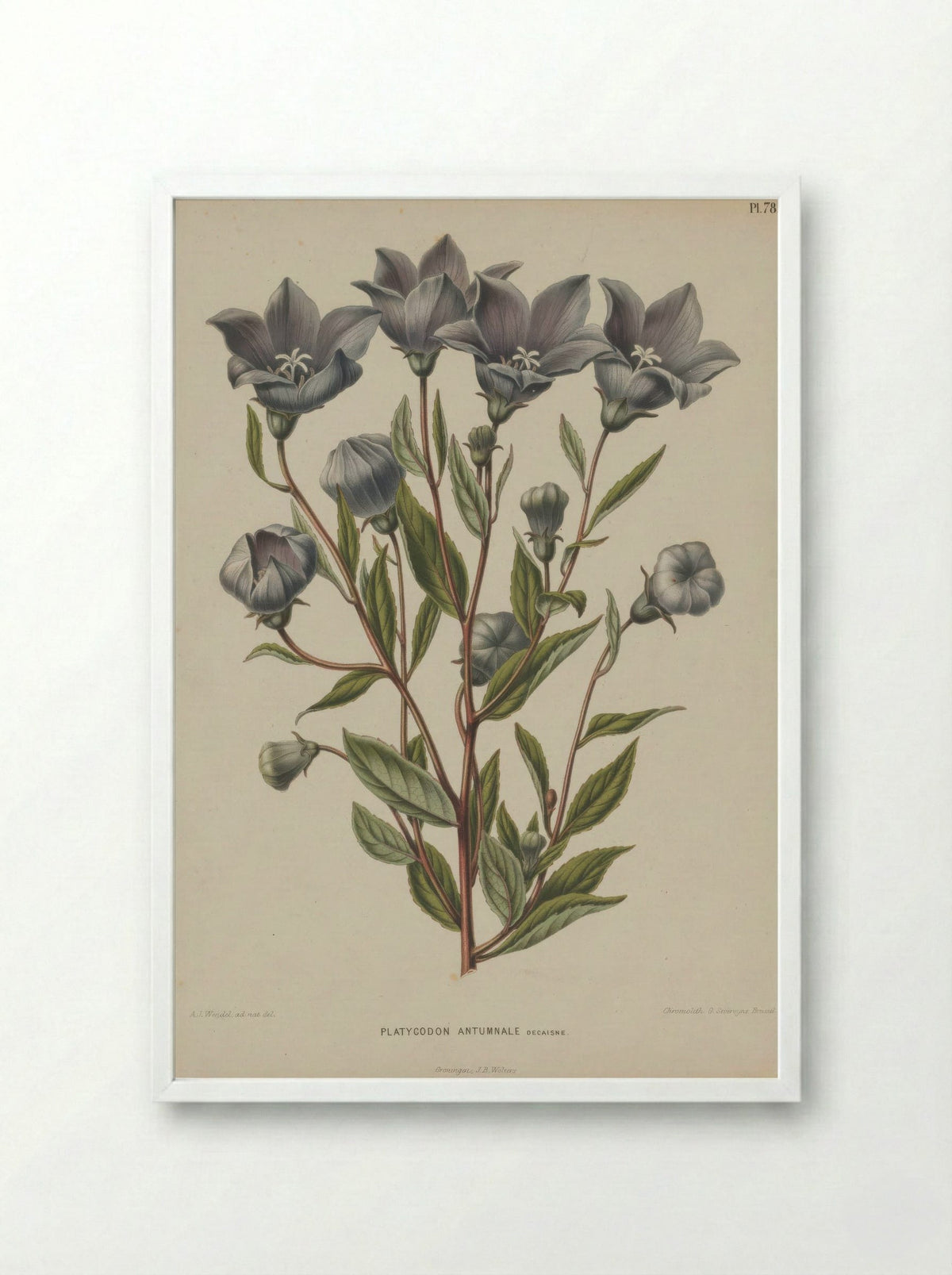 Campanula Grandiflora Jacq. - A. J. Wendel - Framed Print White